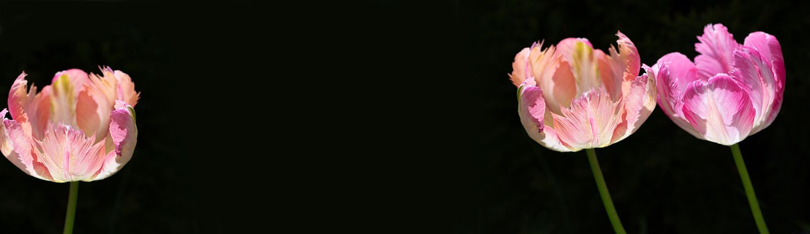 Nikon D750 sample photo. Flowers background, tulips, tulips photography
