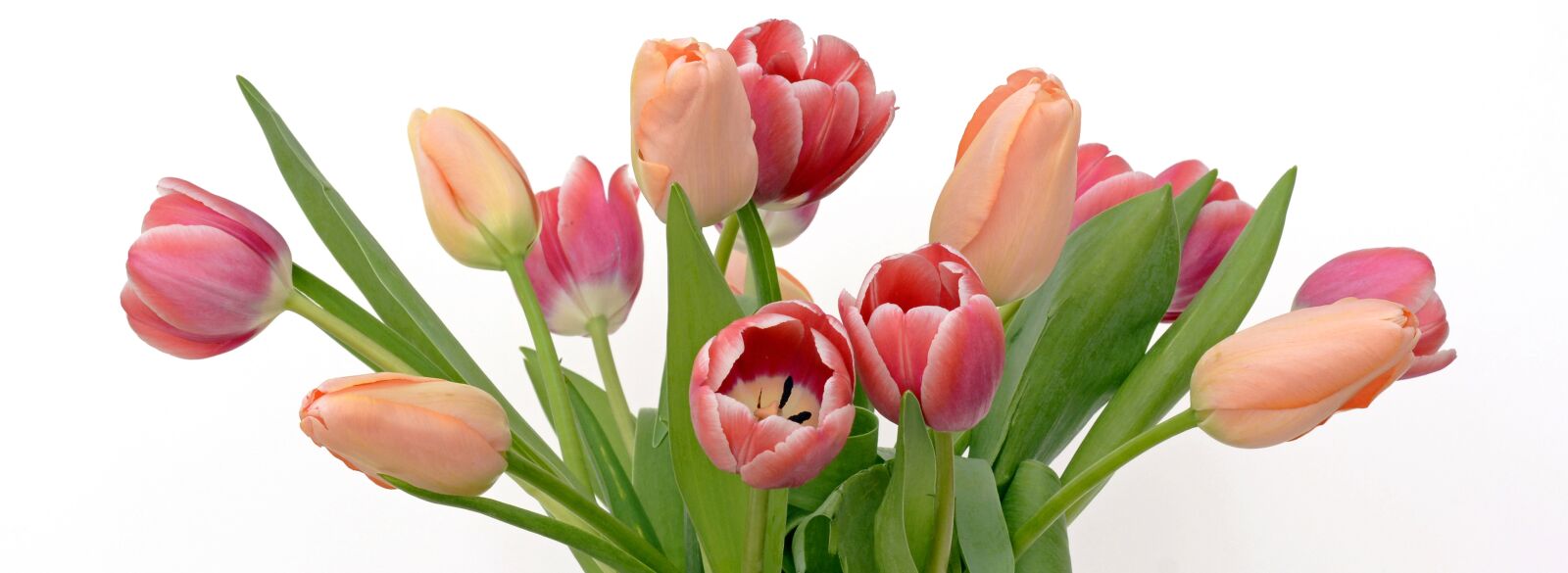 Nikon D7100 sample photo. Tulips, spring, flowers photography