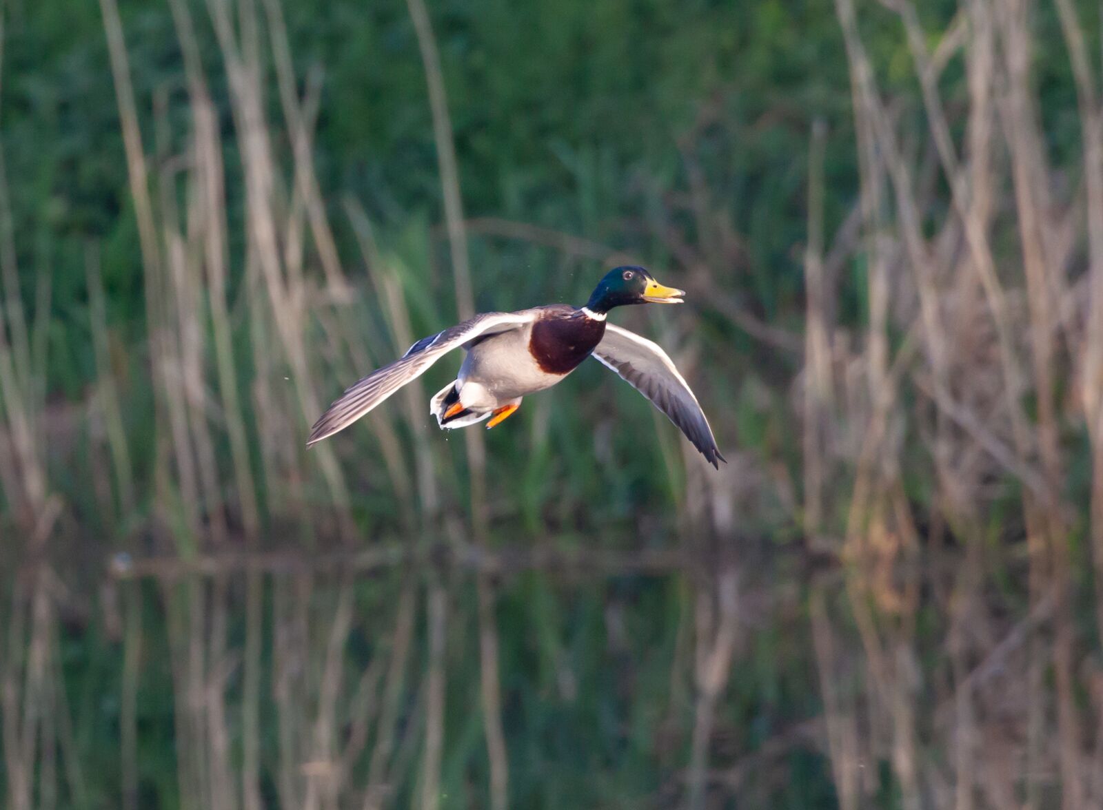 Canon EOS 5D Mark II + Canon EF 100-400mm F4.5-5.6L IS II USM sample photo. Flying duck, duck, water photography