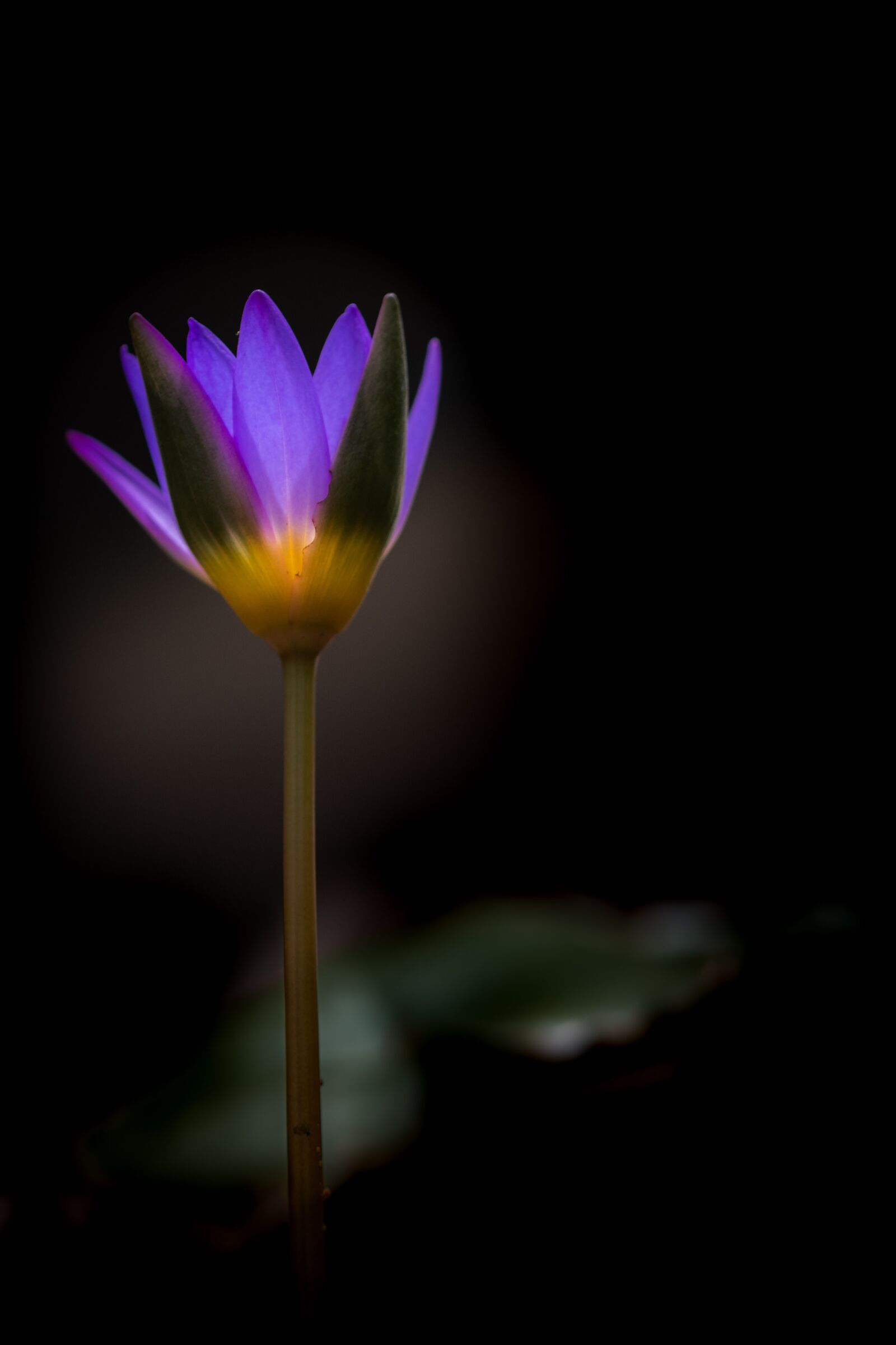 Nikon D500 sample photo. Waterlily, flower, zen photography