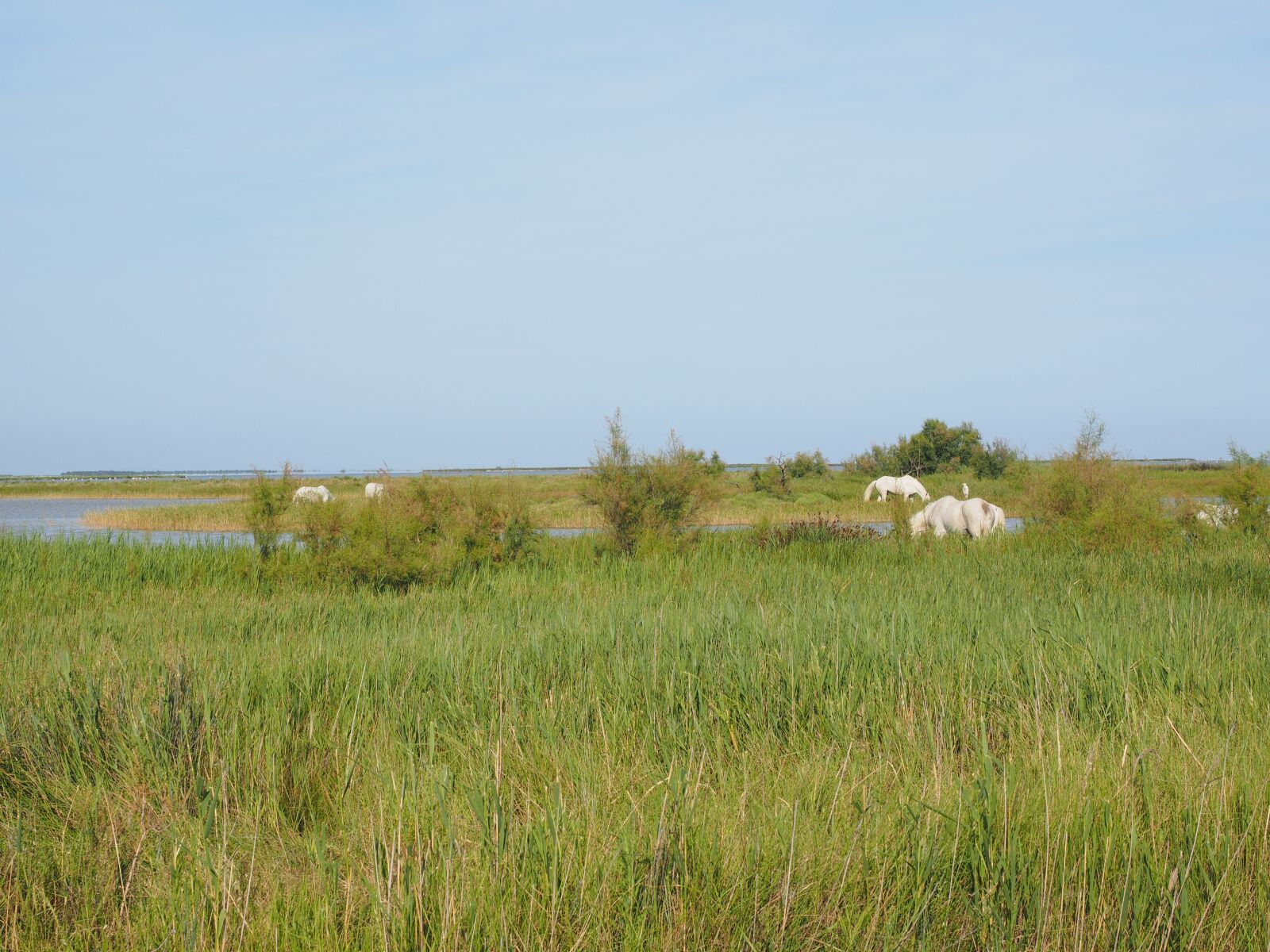 Olympus OM-D E-M1 + Olympus M.Zuiko Digital ED 12-40mm F2.8 Pro sample photo. Horses, wild horses, camargue photography