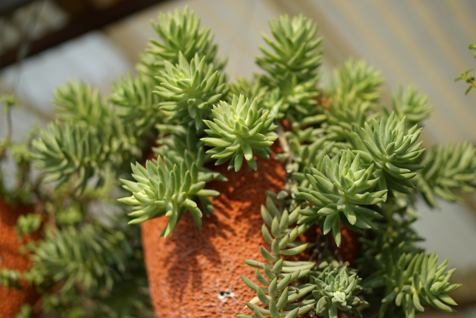 Sony Sonnar T* FE 55mm F1.8 ZA sample photo. Gardening, thailand, plant photography