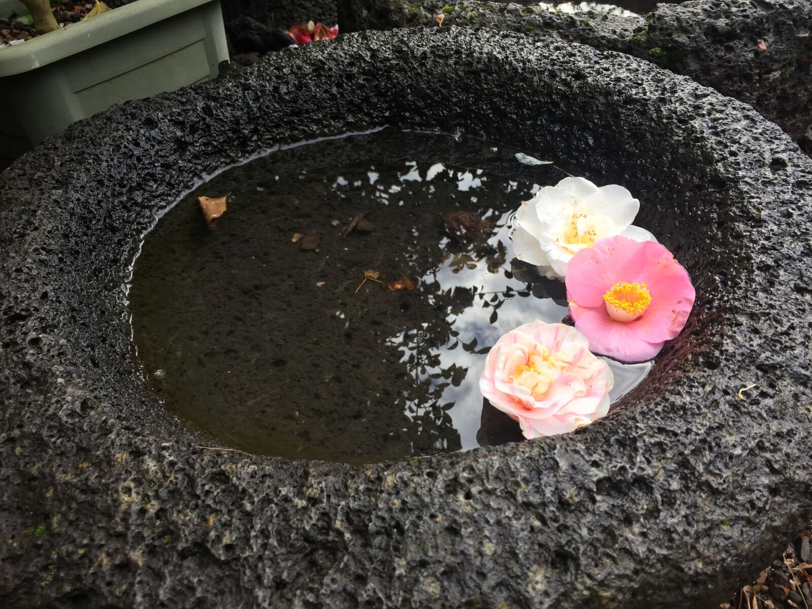 iPhone 6 back camera 4.15mm f/2.2 sample photo. Jejudo, korea, flower photography