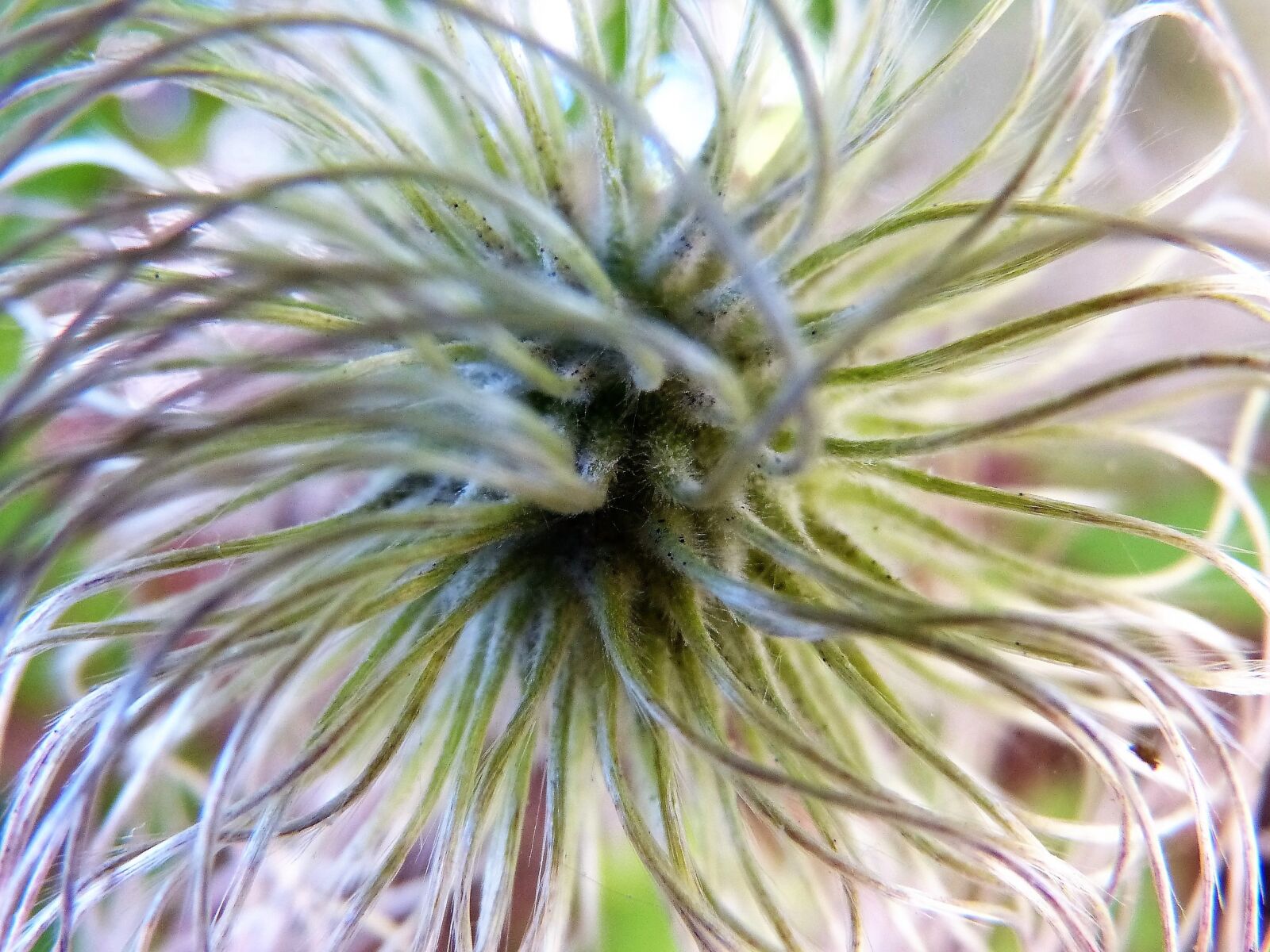 Panasonic Lumix DMC-FZ150 sample photo. Alpine clematis, clematis, to photography