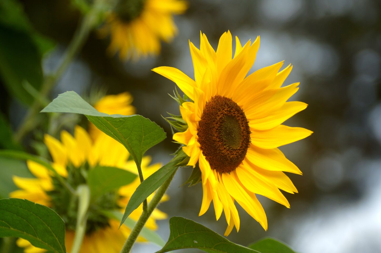 Sony Alpha DSLR-A580 sample photo. Sunflower, flower, sun photography