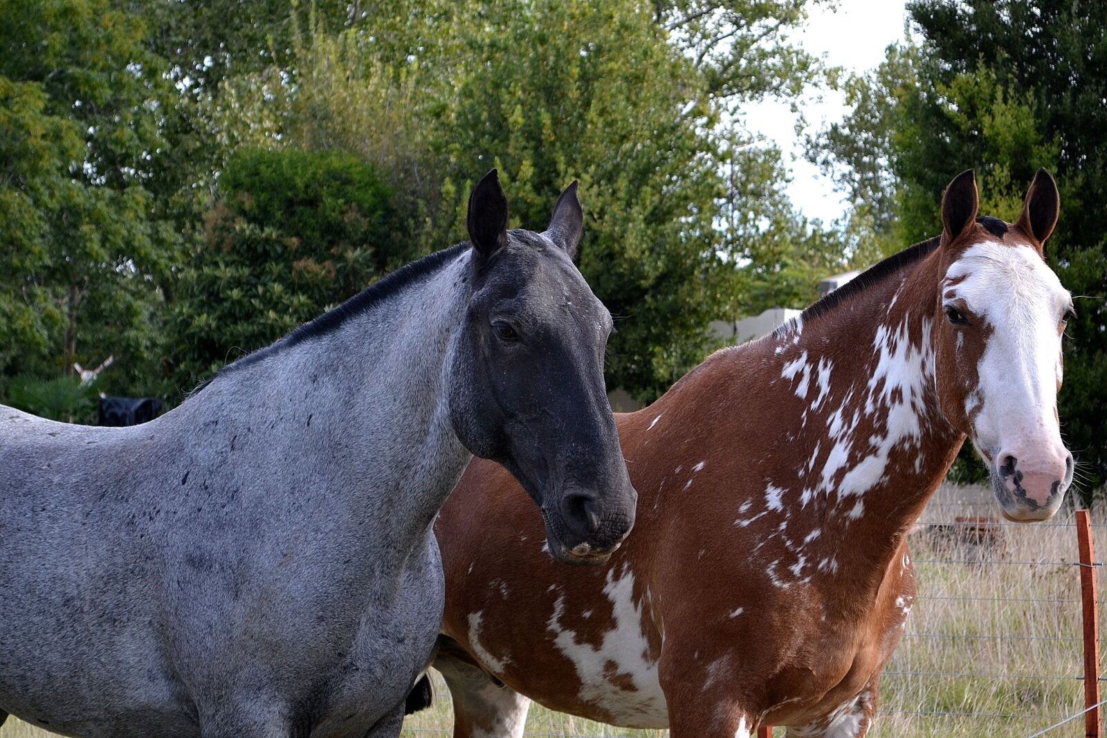 Nikon D3100 sample photo. Horses, fellow, equine photography