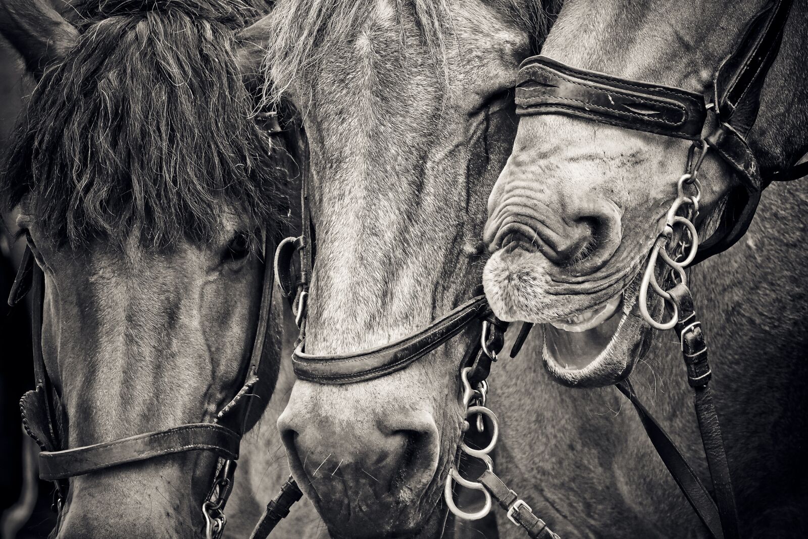 Olympus OM-D E-M10 sample photo. Horses, horse heads, animals photography