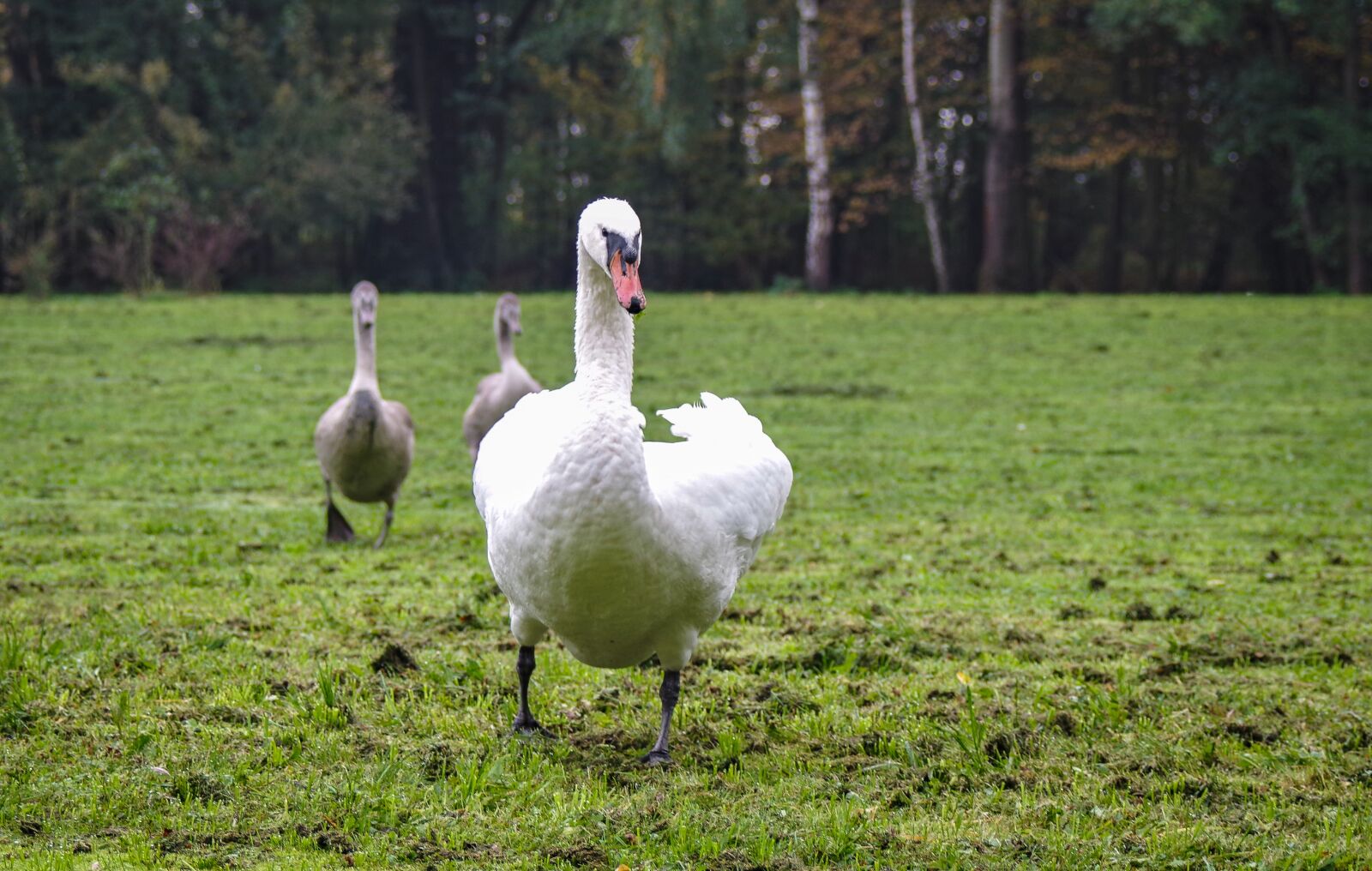 A Series Lens sample photo. Mute swan, attacks, runs photography