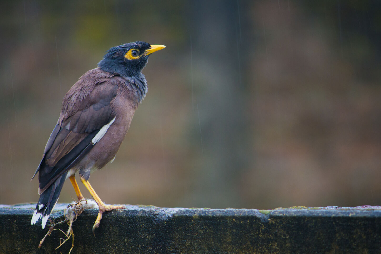 Canon EOS 700D (EOS Rebel T5i / EOS Kiss X7i) sample photo. Animal, avian, beak, bird photography