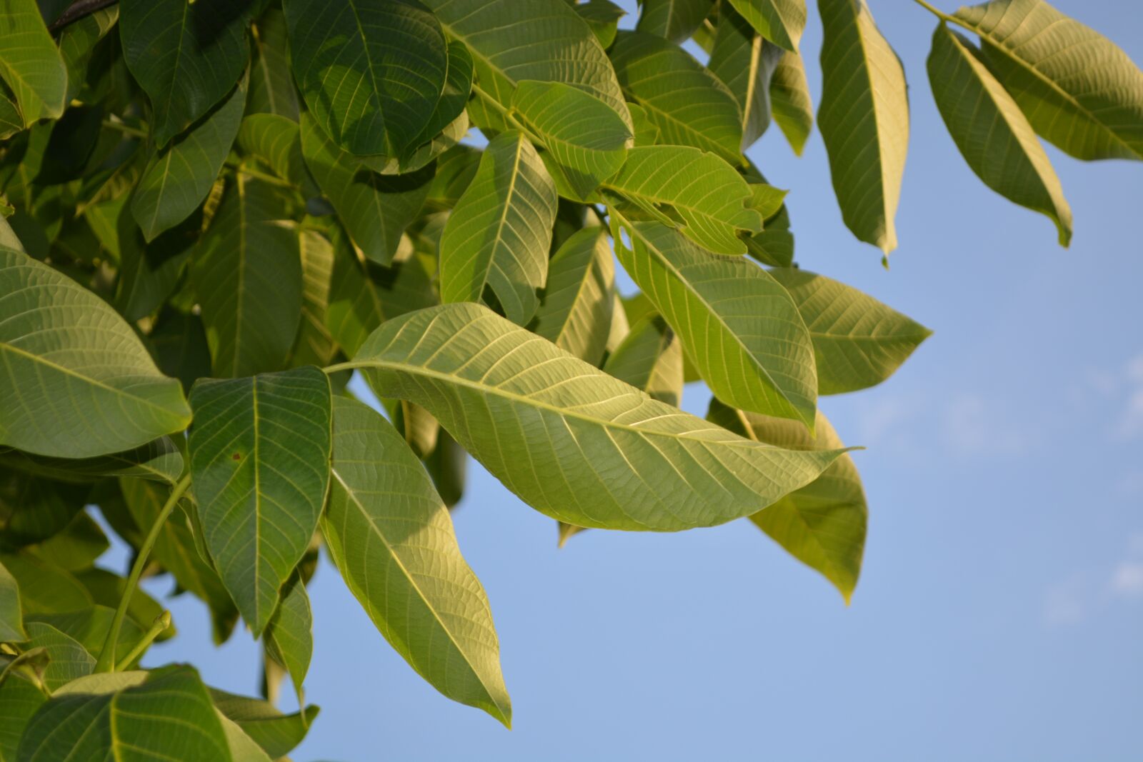 Nikon D5200 sample photo. Leaves, tree, nature photography