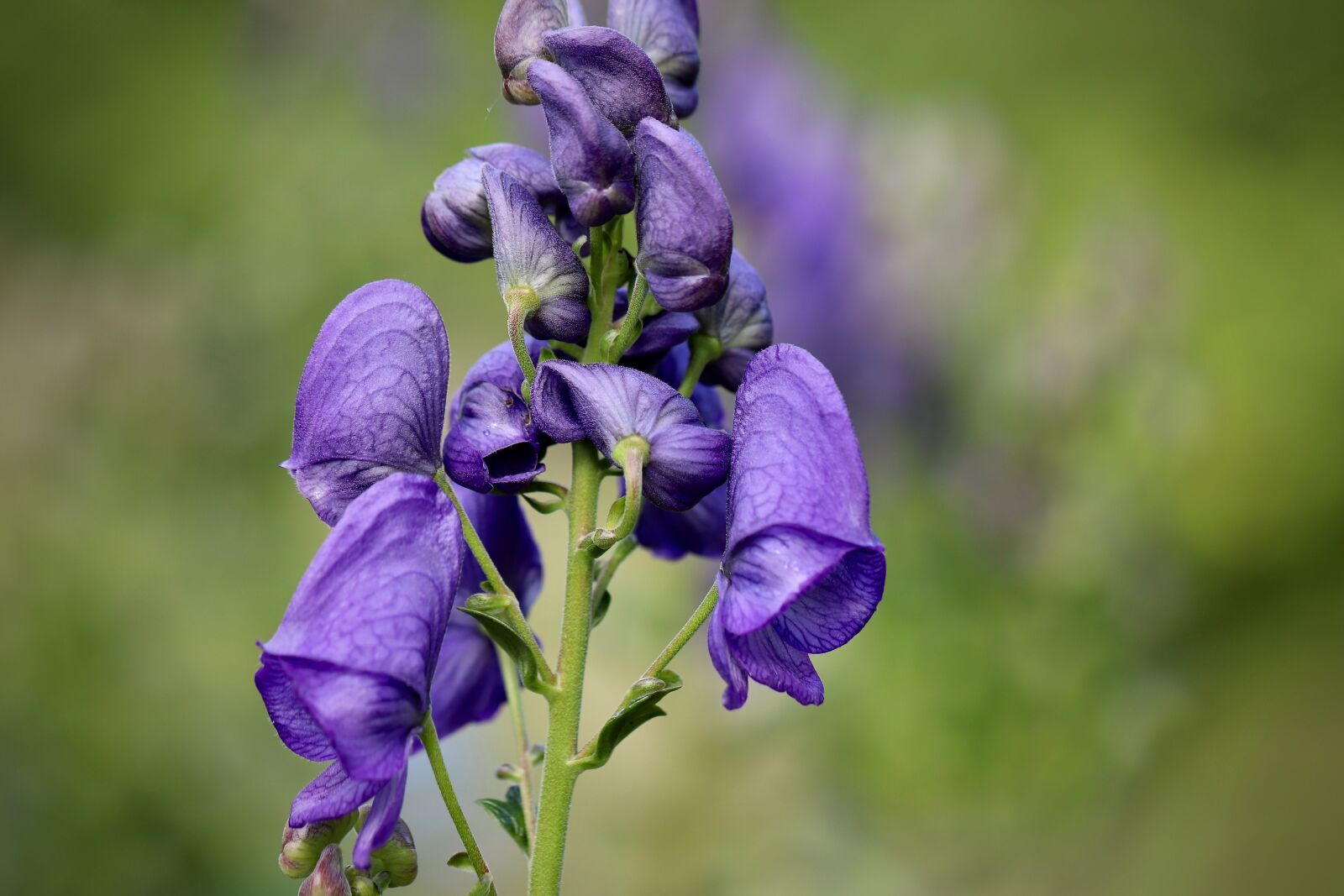 Canon EOS 800D (EOS Rebel T7i / EOS Kiss X9i) sample photo. Monkshood, and wolfbane, aconite photography