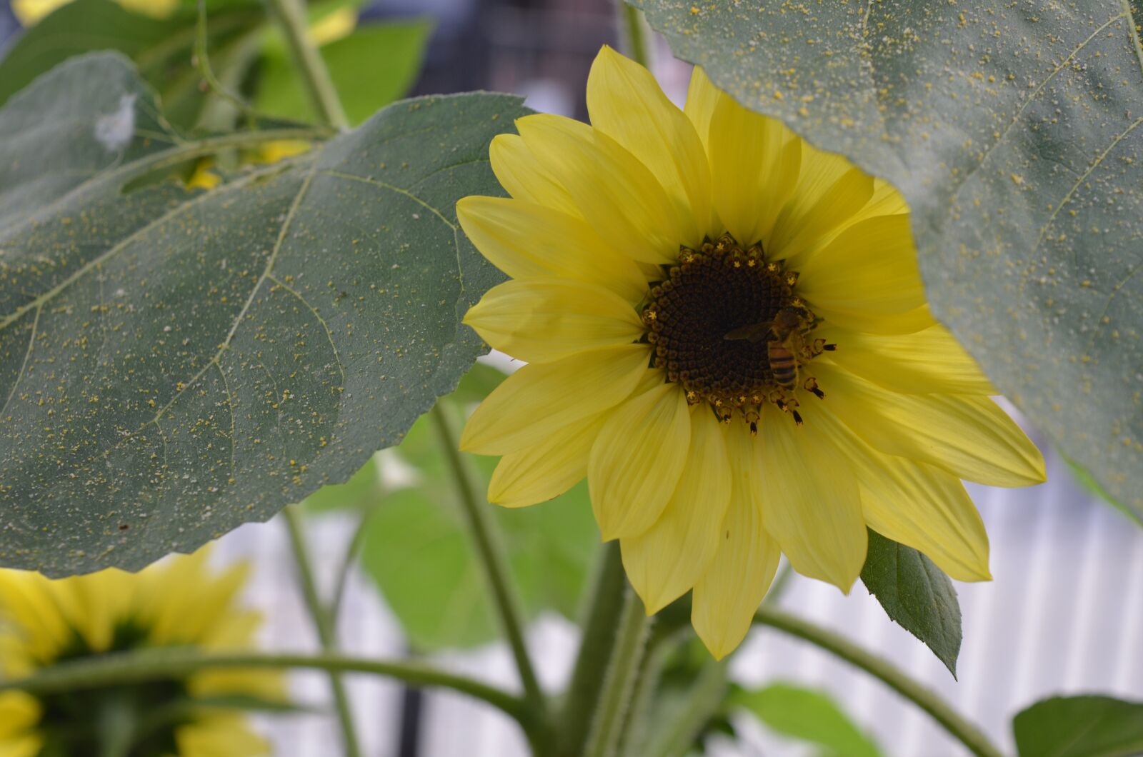 Nikon D7000 sample photo. Sunflower, garden, yellow photography