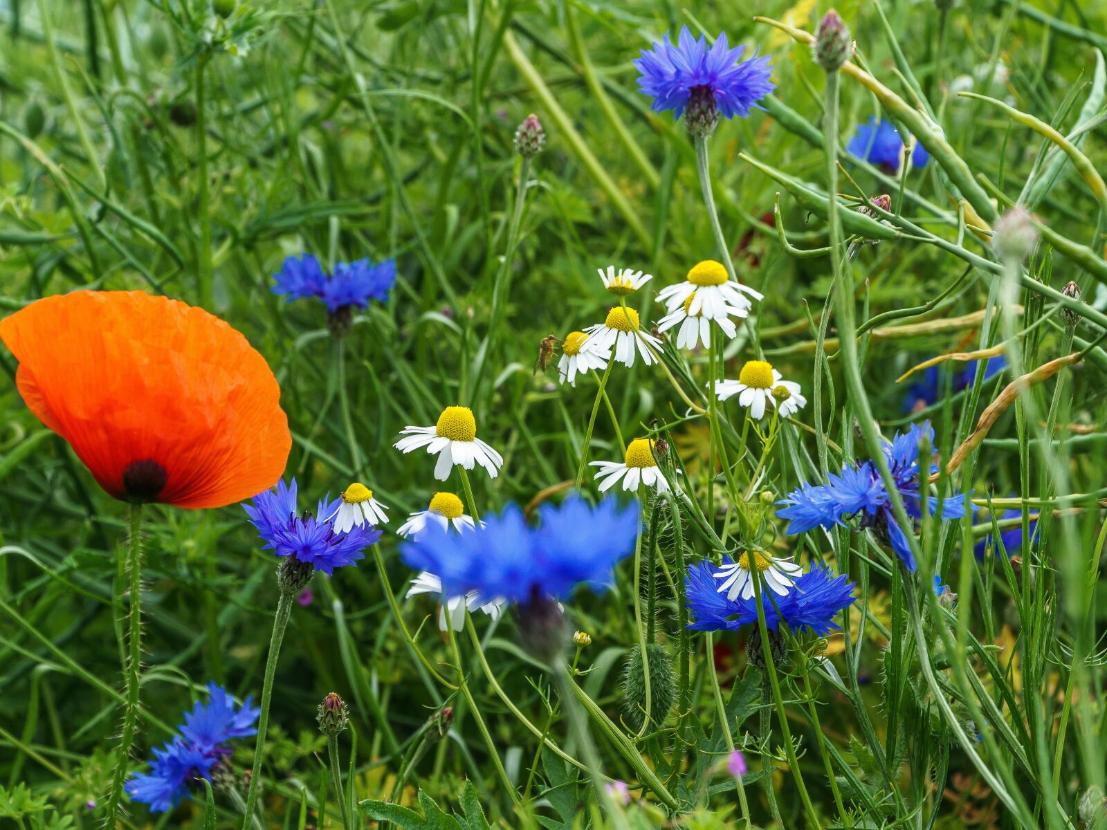 Sony a6000 + Sony E PZ 18-105mm F4 G OSS sample photo. Poppy, balm, cornflower photography
