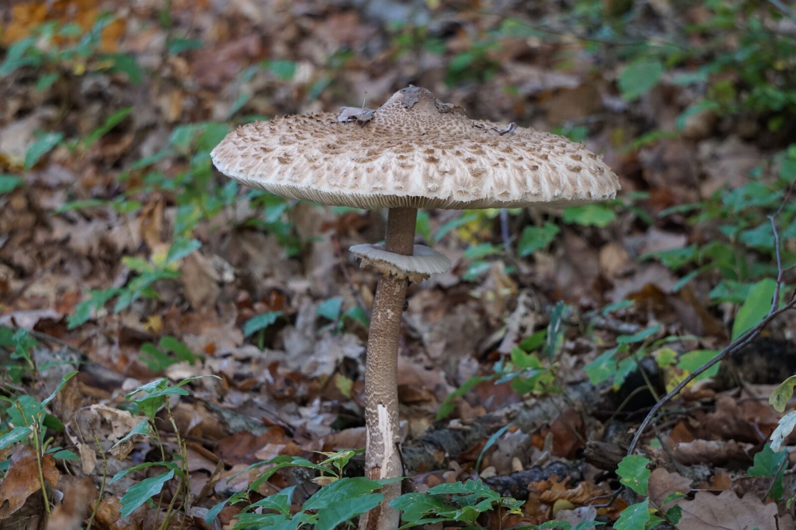 Sony E 55-210mm F4.5-6.3 OSS sample photo. Mushroom, boletes, forest photography