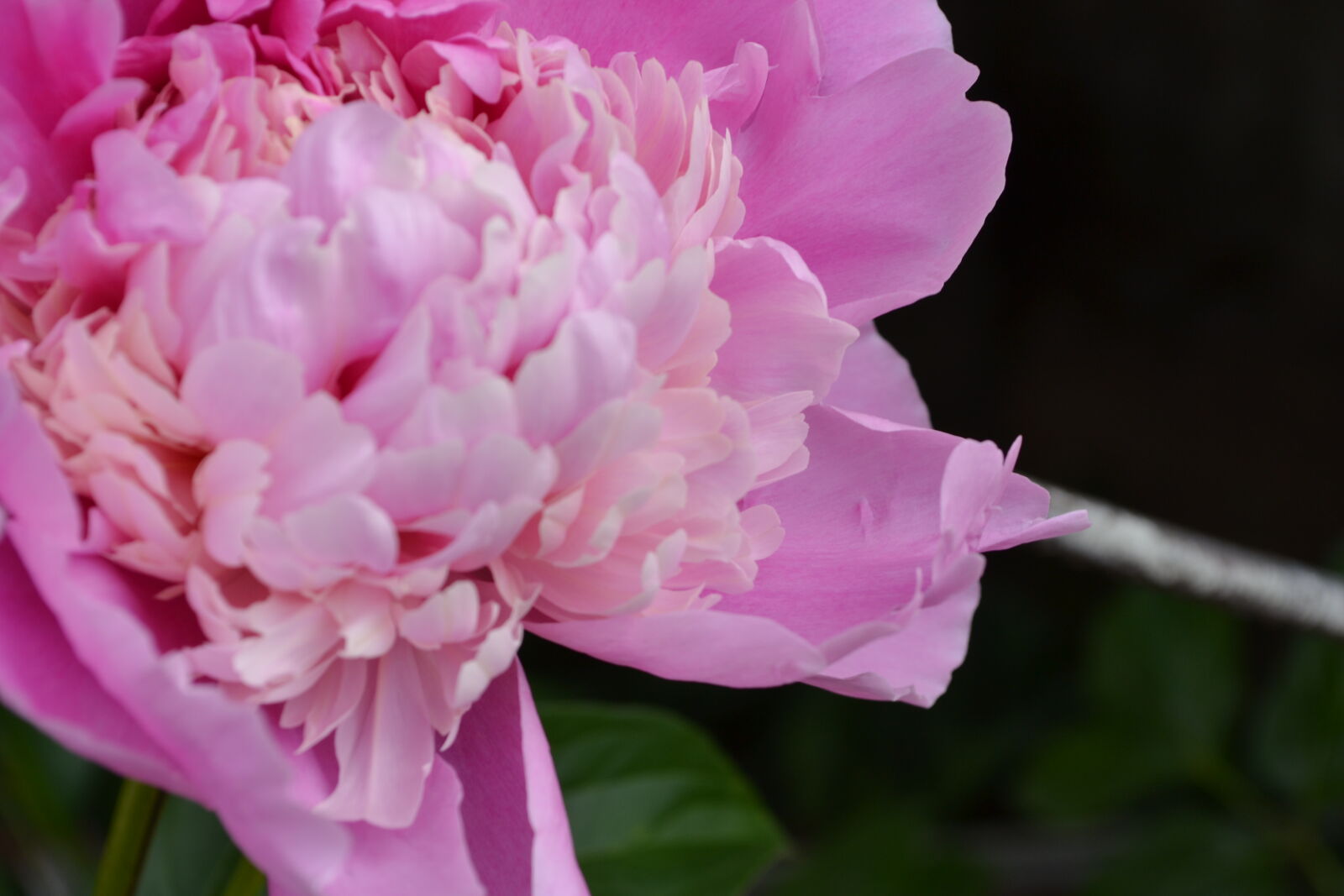Nikon D3100 sample photo