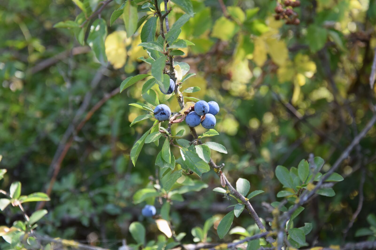 Nikon D5300 sample photo. Shrub, soft fruits, prunus photography