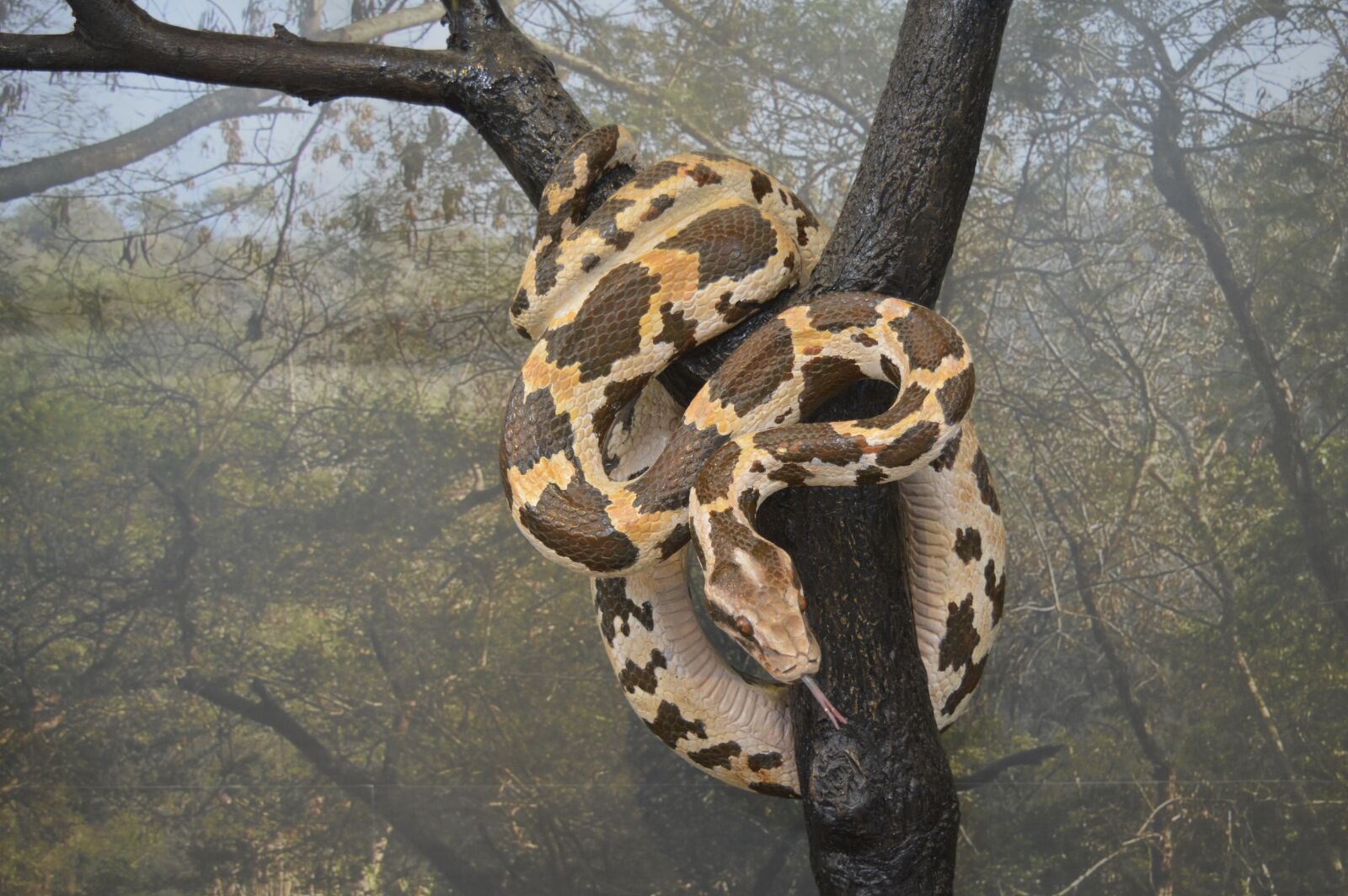 Nikon D3200 sample photo. Python, snake, wildlife photography