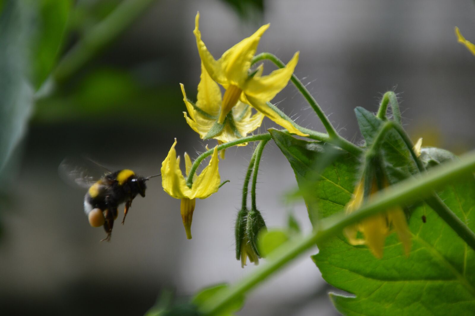 Nikon D3200 sample photo. Hummel, in flight, tomato photography