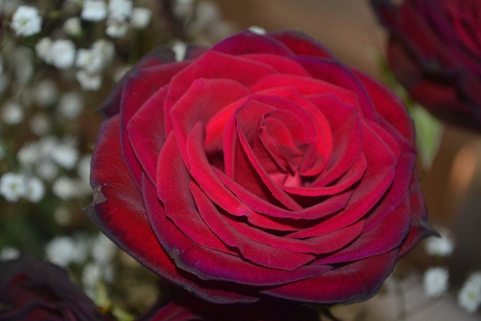 Nikon D3100 sample photo. Flower, rose, love photography