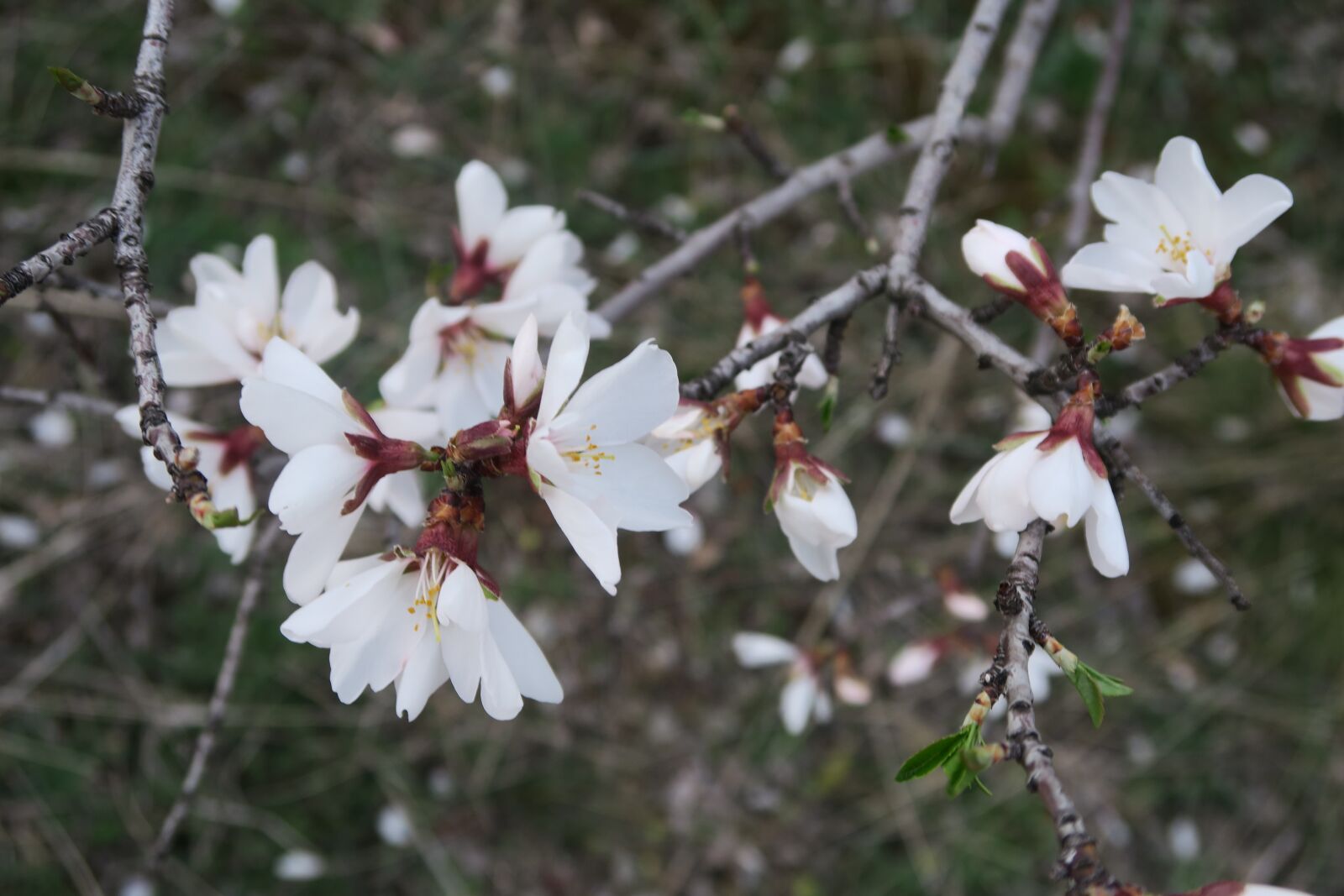 Canon PowerShot G7 X sample photo. Flower, nature, tree photography