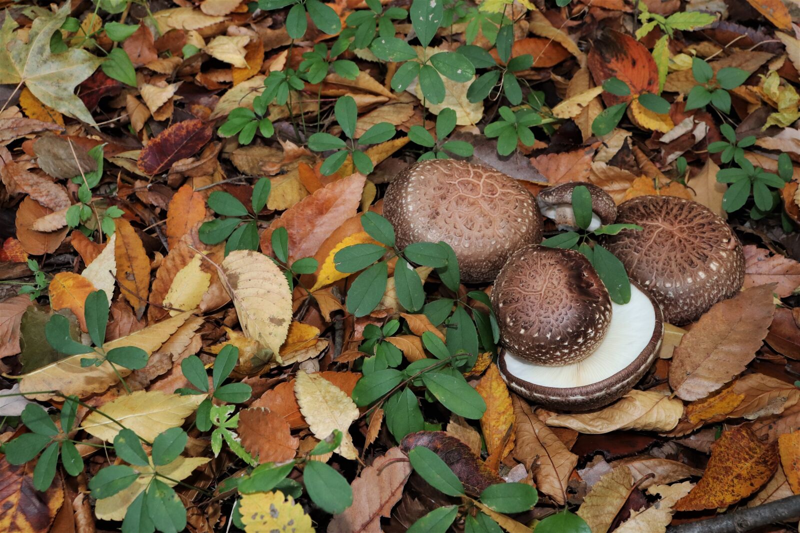 Canon EOS 800D (EOS Rebel T7i / EOS Kiss X9i) sample photo. Mushroom, forest, nature photography