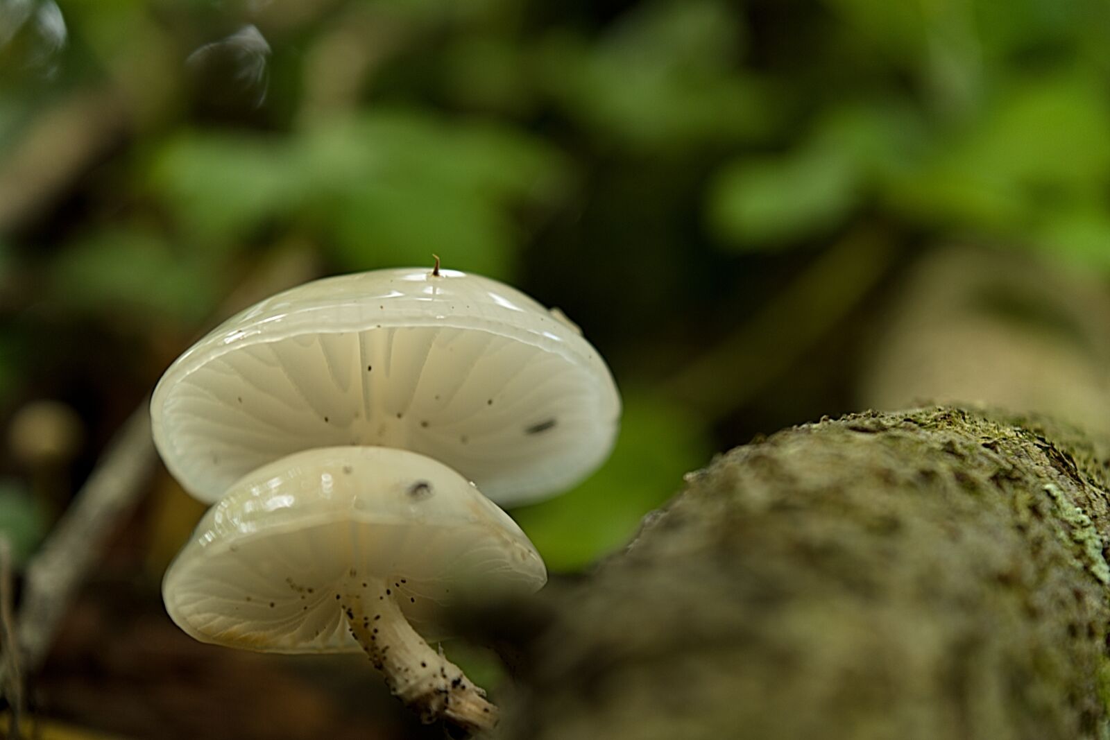 18.00 - 55.00 mm f/3.5 - 5.6 sample photo. Fungus, boletus, mushrooms photography