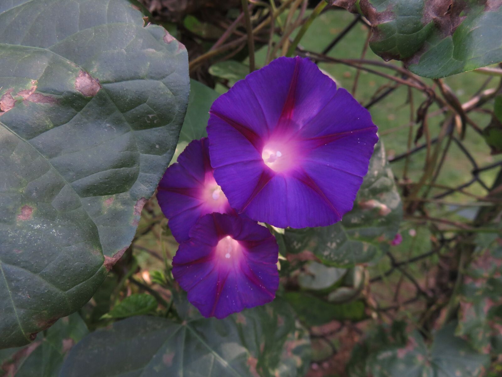 Canon PowerShot SX710 HS sample photo. Flora, flower, nature photography