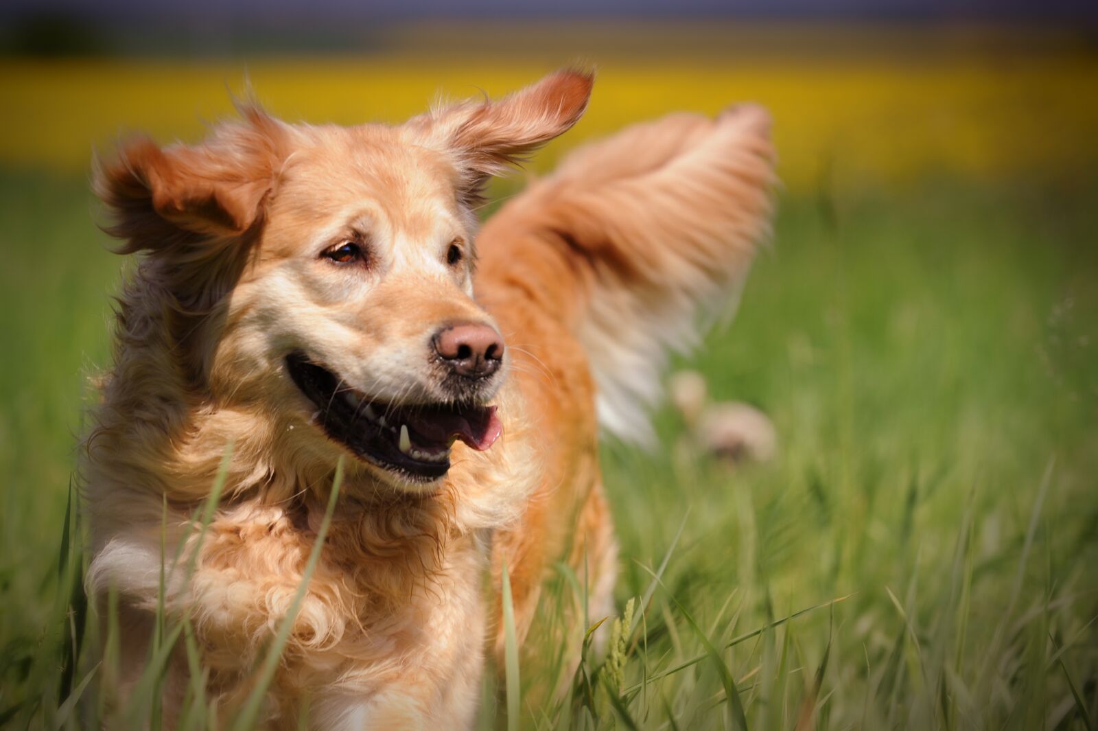 Nikon D3 sample photo. Dog, retriever, purebred dog photography