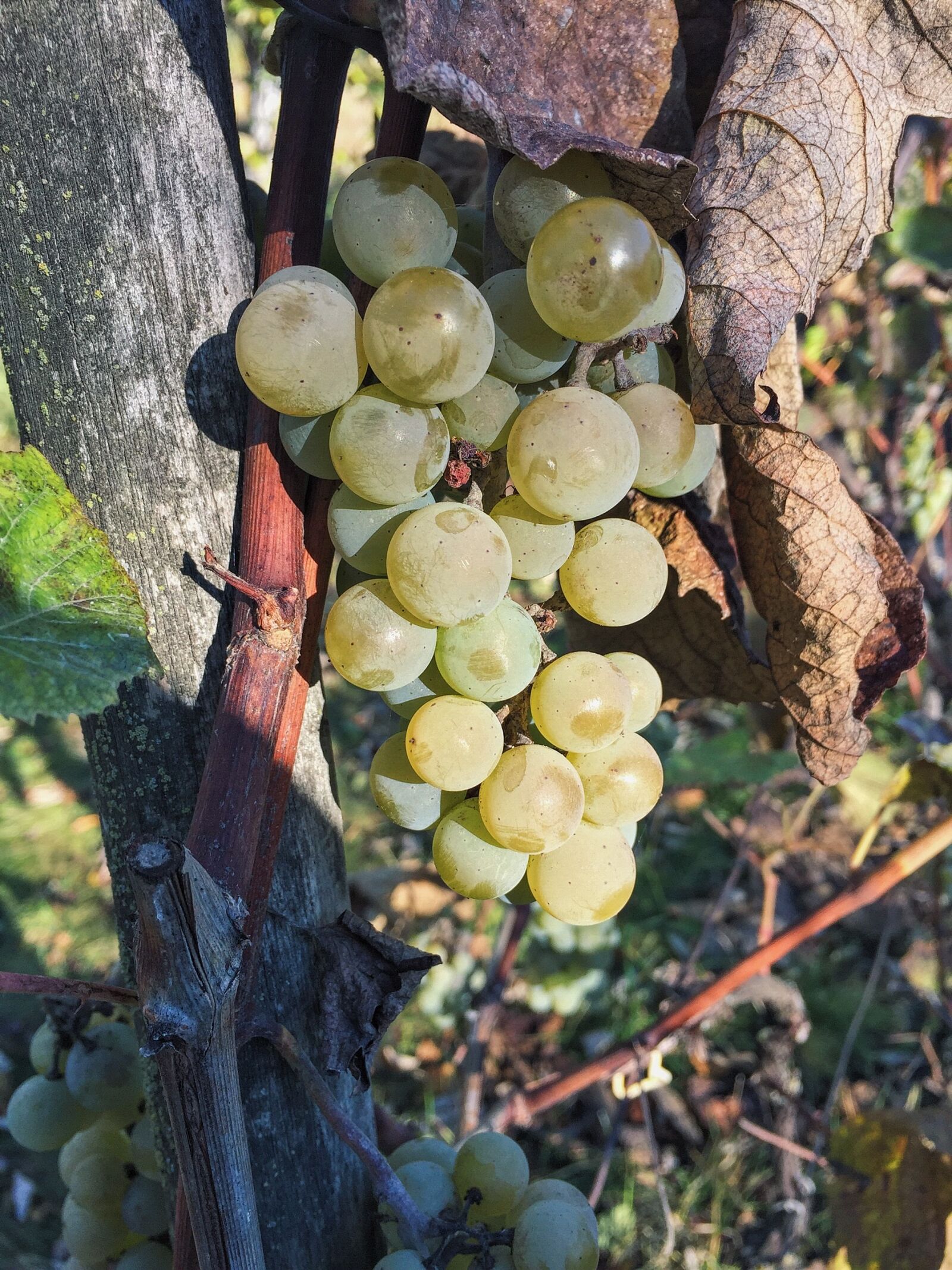 Apple iPhone 6 sample photo. Autumn, grapes, garden photography