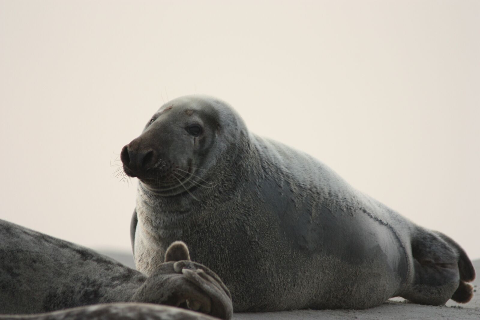 Canon EOS 450D (EOS Rebel XSi / EOS Kiss X2) sample photo. Grey seal, mammal, wild photography
