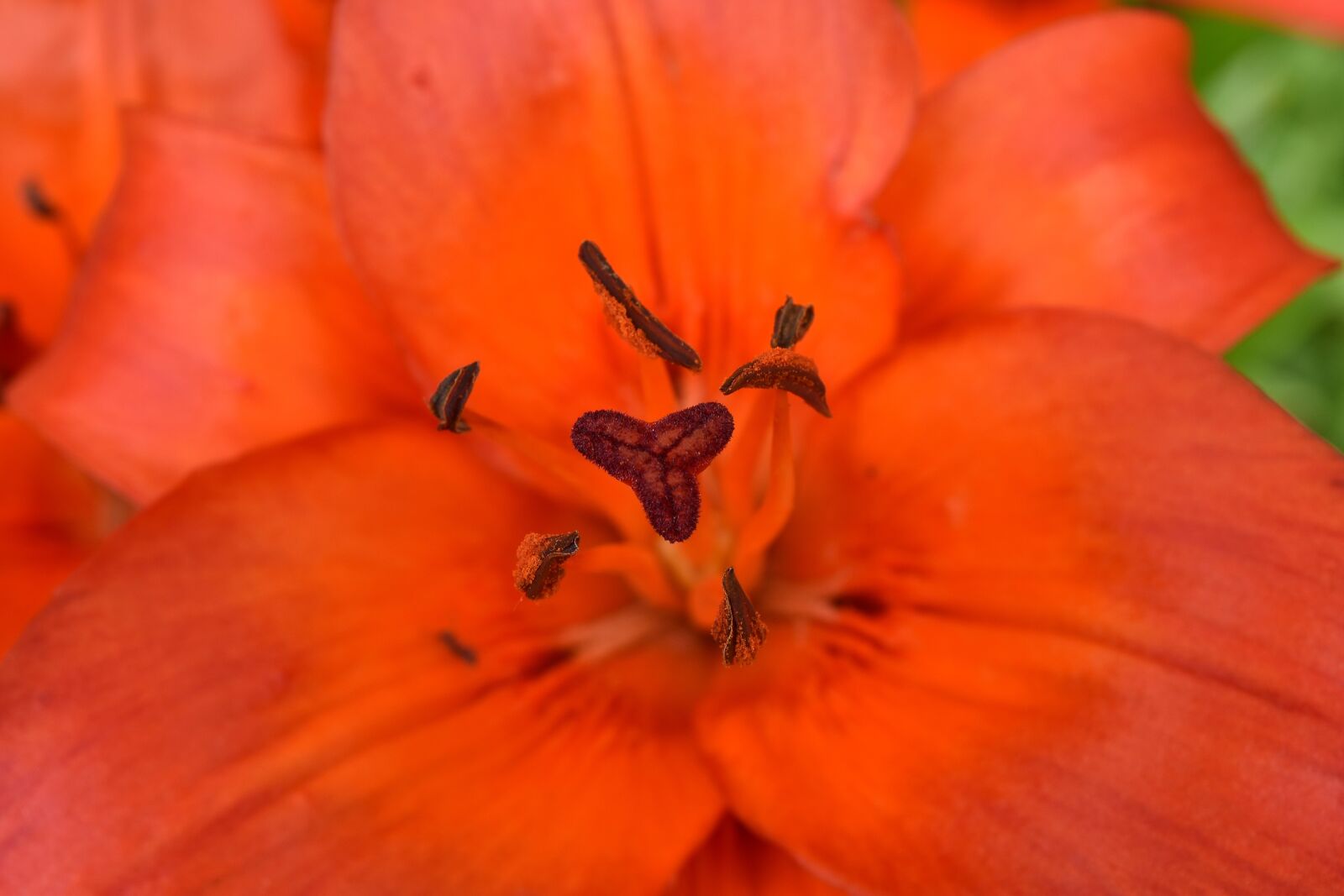 Nikon D5500 sample photo. Beautiful photo, pistil, lily photography
