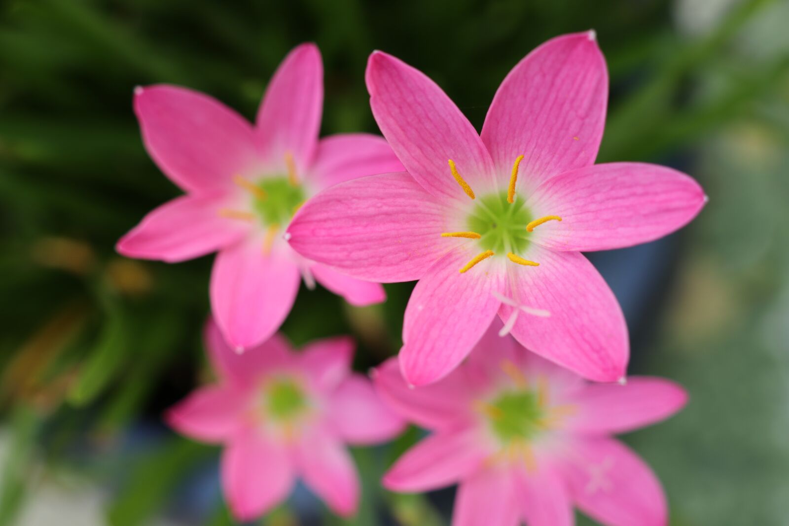 Canon EF-M 18-150mm F3.5-6.3 IS STM sample photo. Four pink flowers, six photography