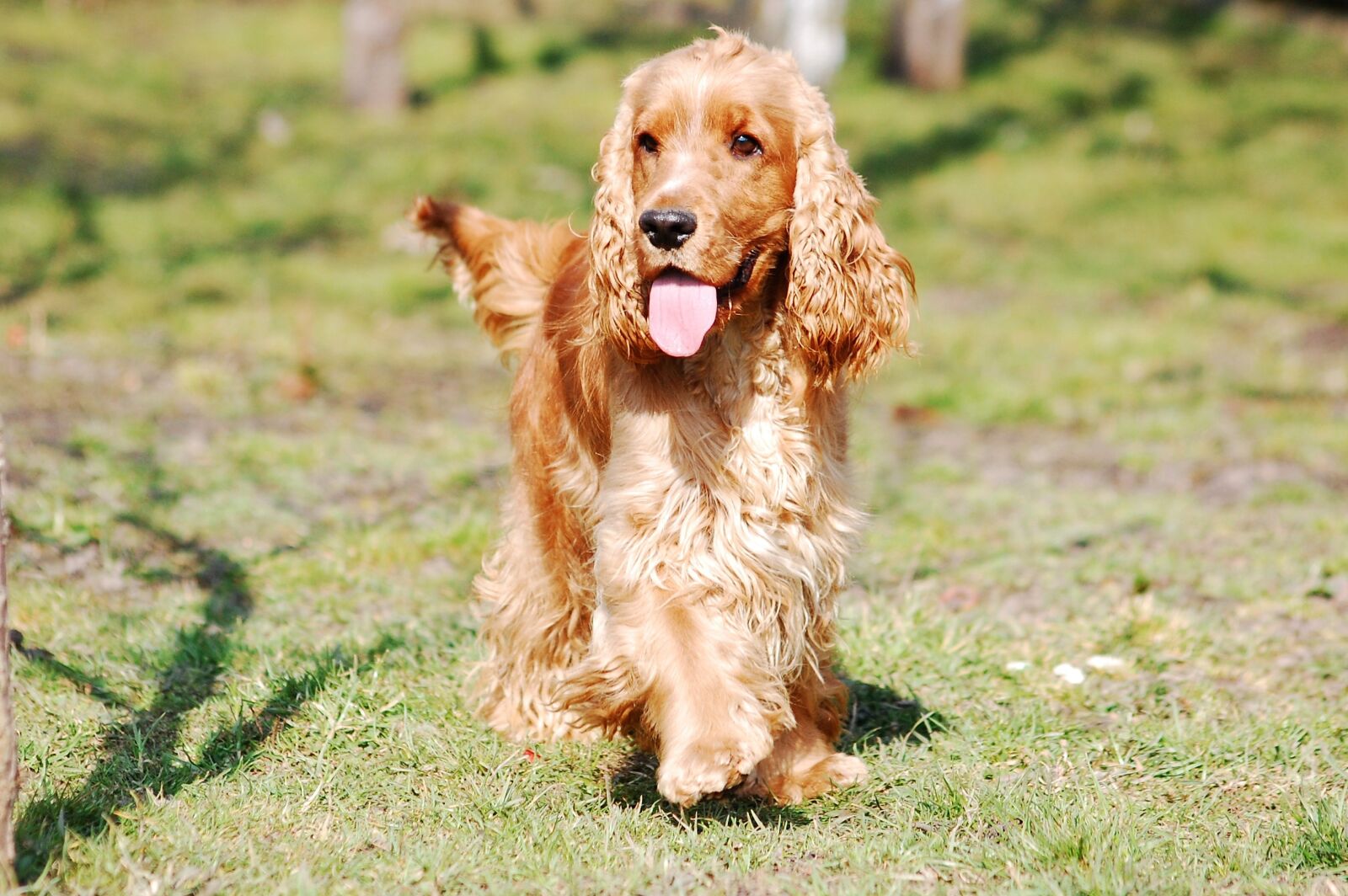 Nikon D40 sample photo. Cocker spaniel english, cocker photography