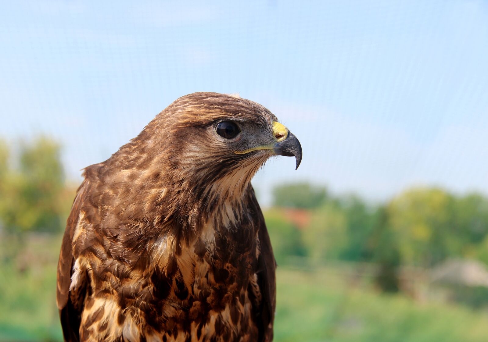 Canon EOS 600D (Rebel EOS T3i / EOS Kiss X5) sample photo. Bird of prey, nature photography