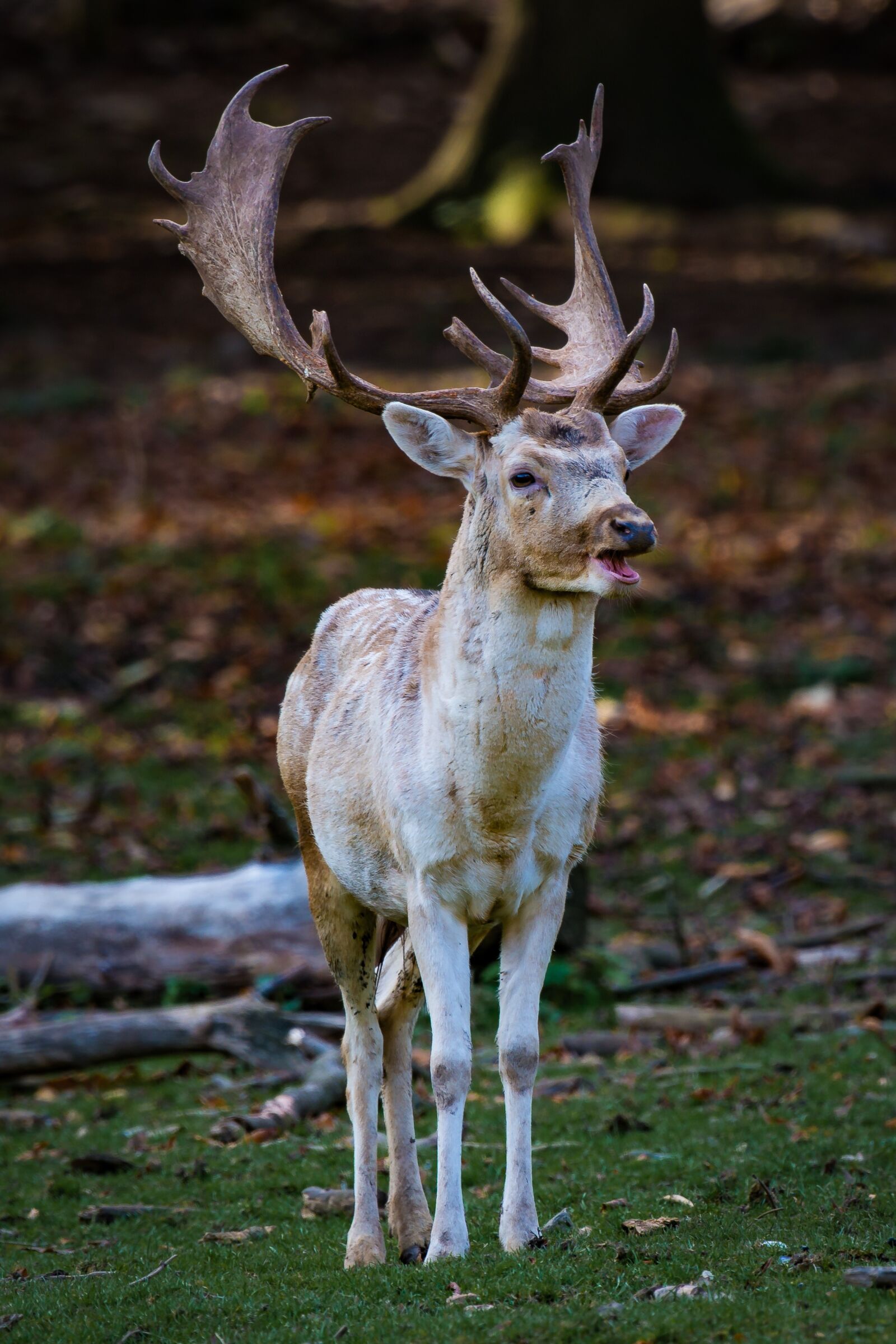 Nikon D800 sample photo. Nature, forest, animal photography