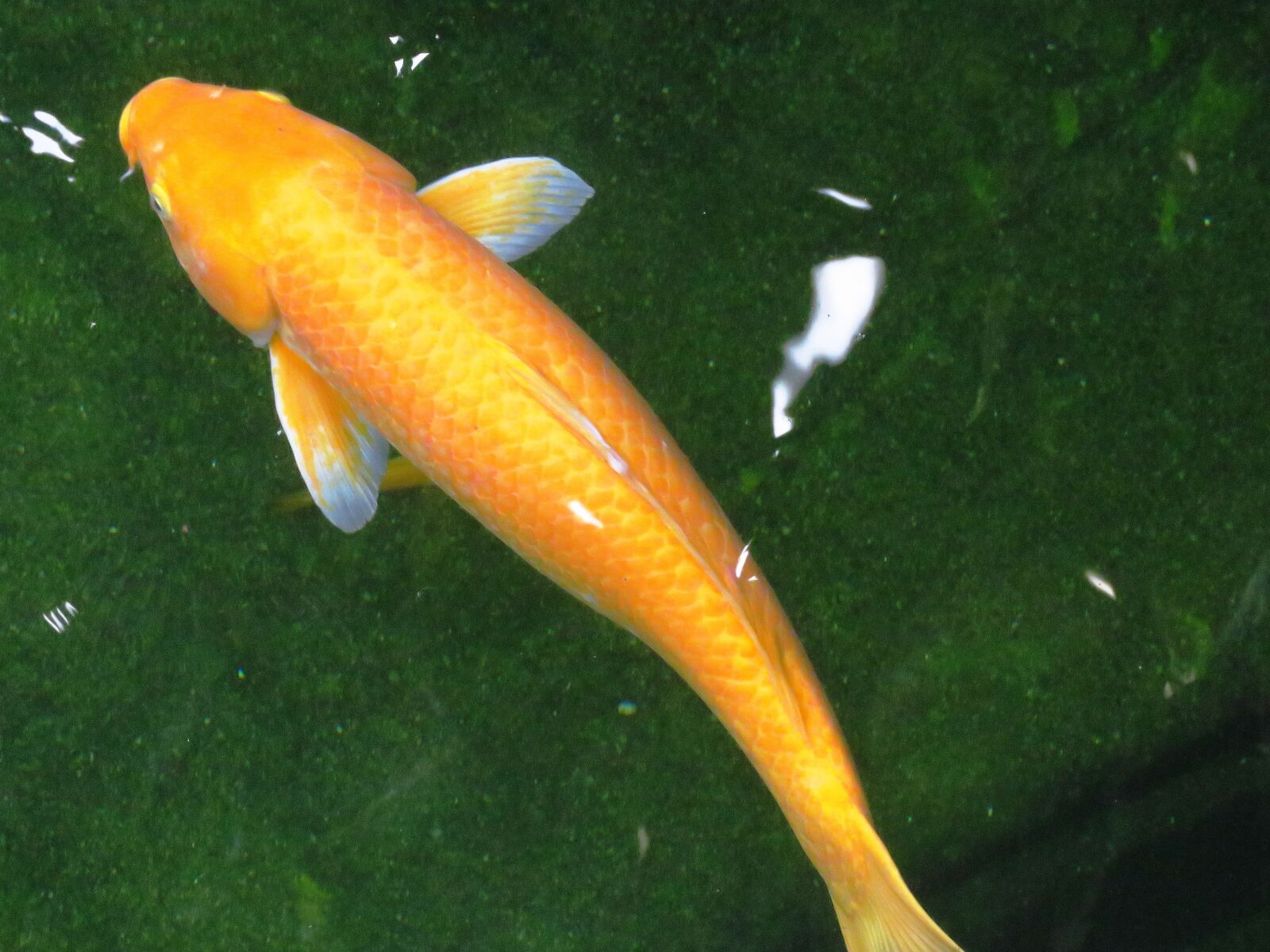 Canon PowerShot SX60 HS sample photo. Fish, swimming, color fish photography