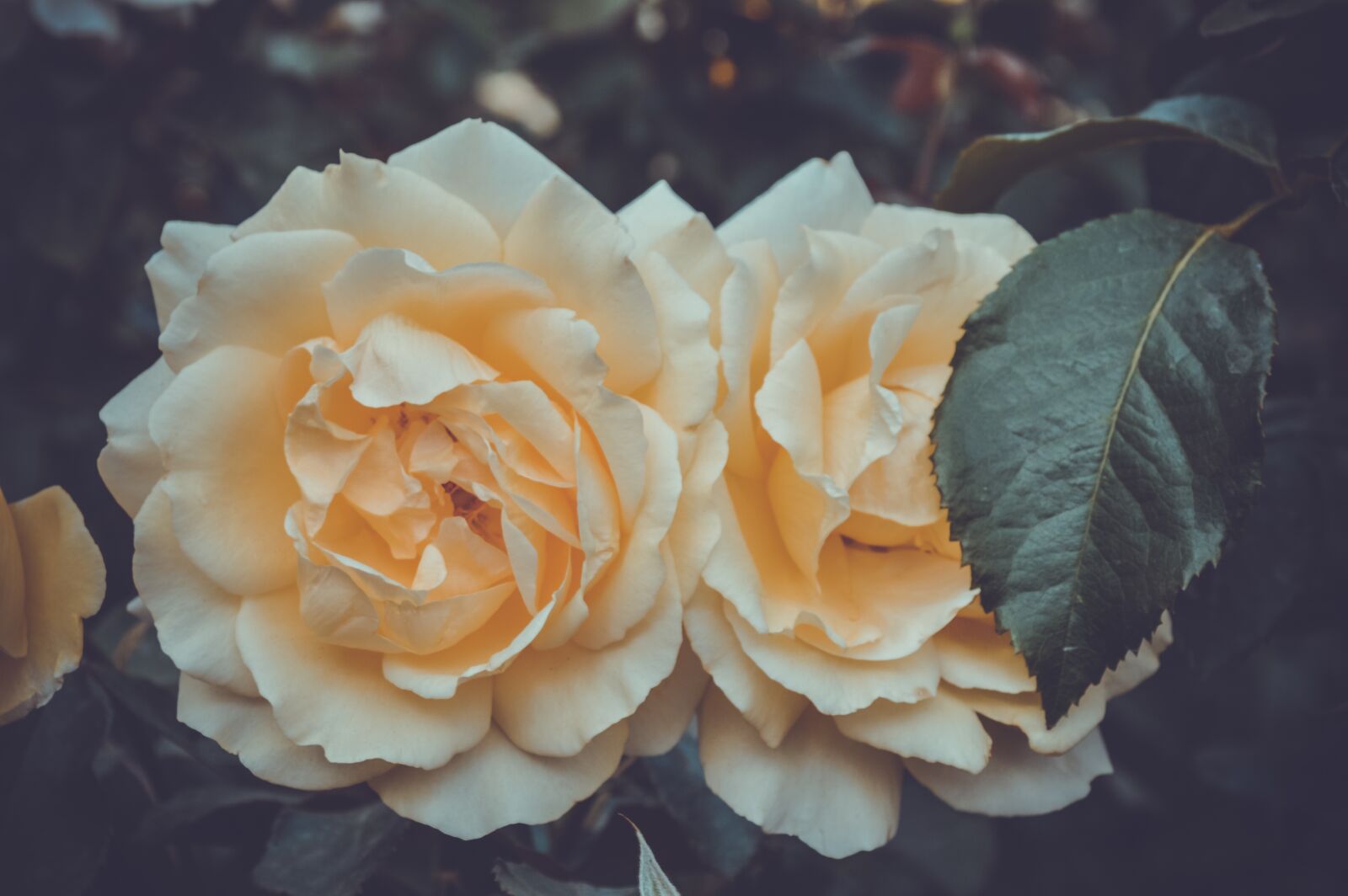 Nikon D3200 sample photo. Yellow rose, krupnyj plan photography