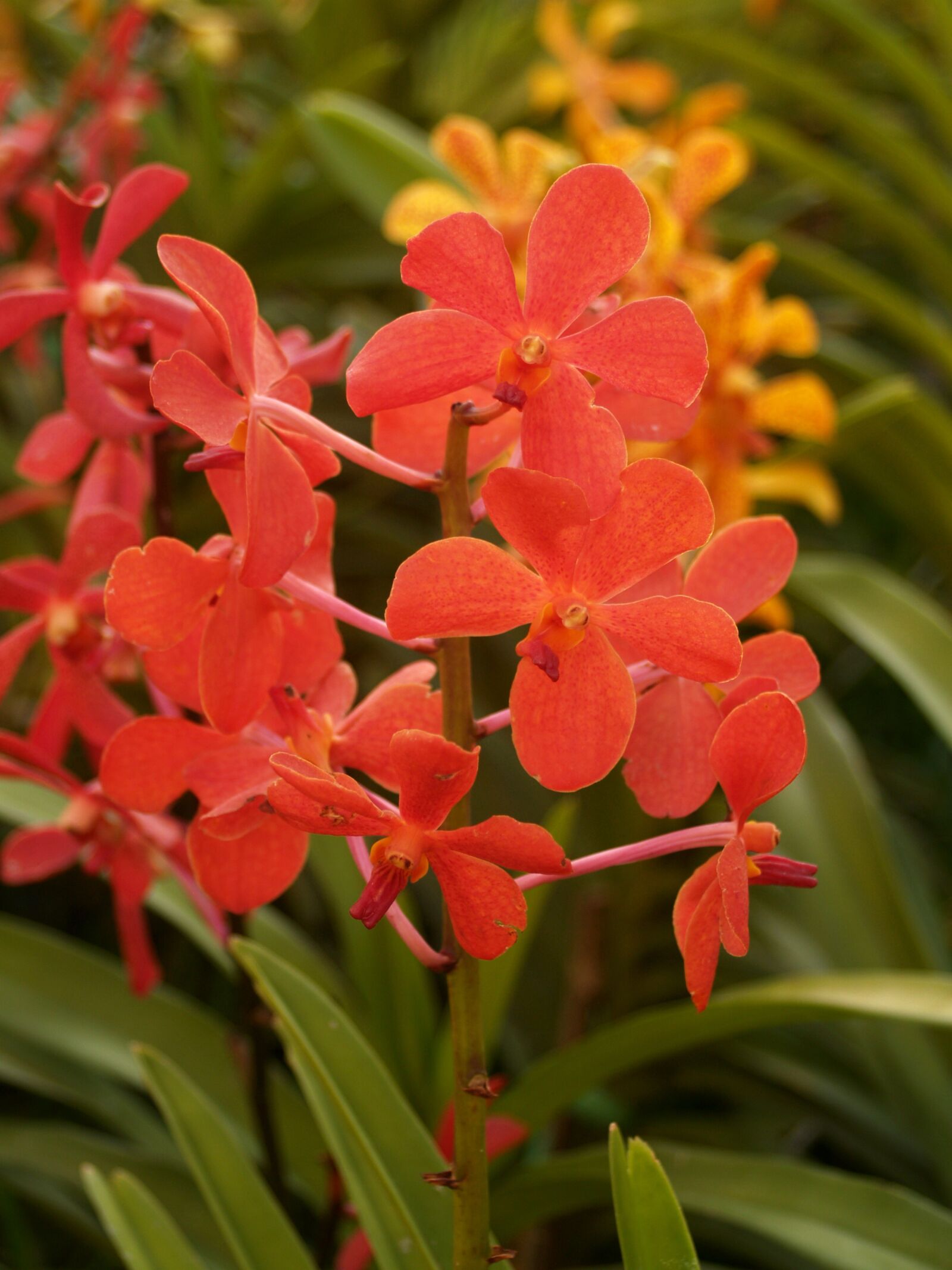 Olympus E-300 (EVOLT E-300) sample photo. Orchid, flower, bright photography