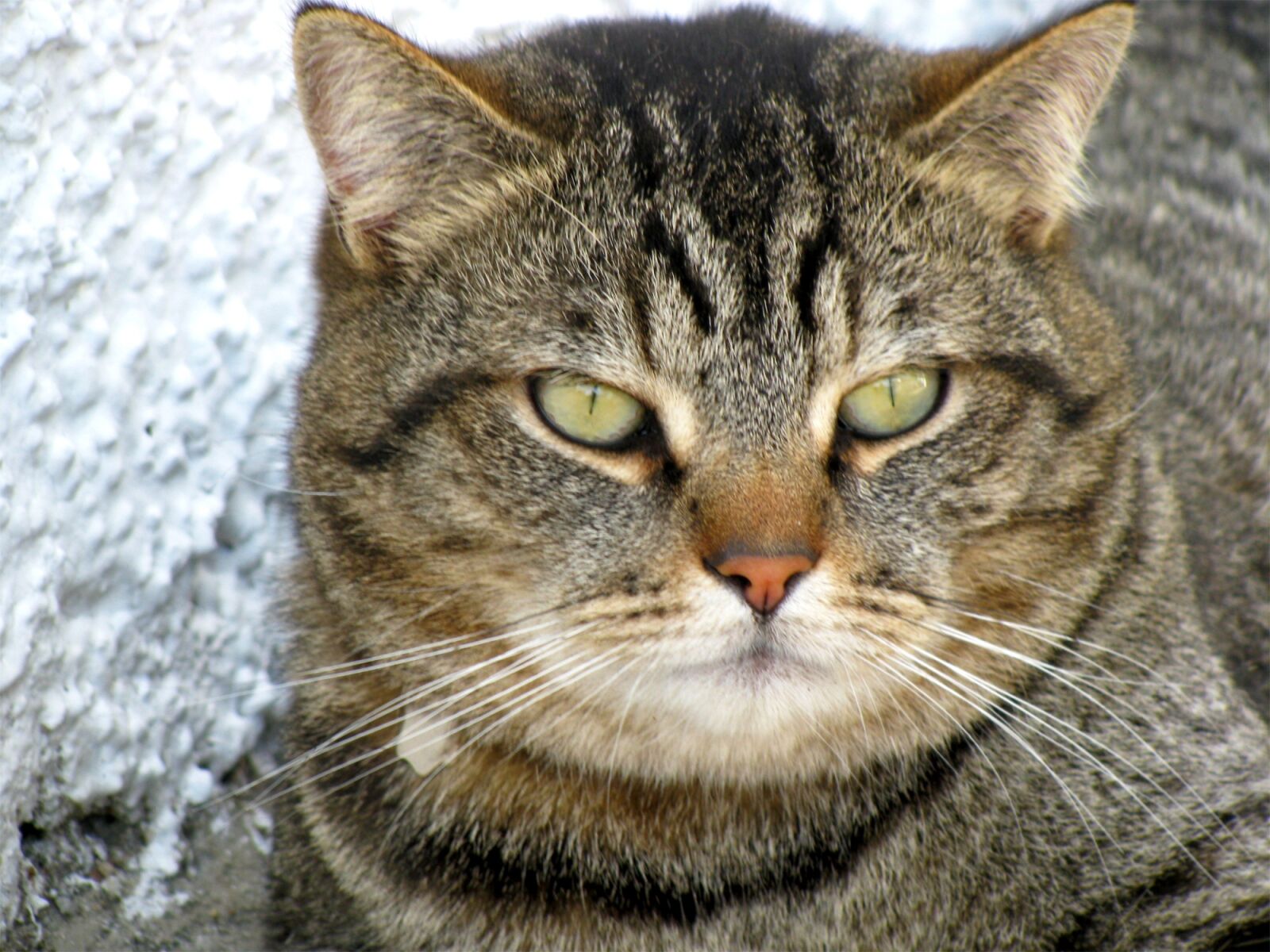 Canon POWERSHOT SX100 IS sample photo. Cat, domestic, pet photography