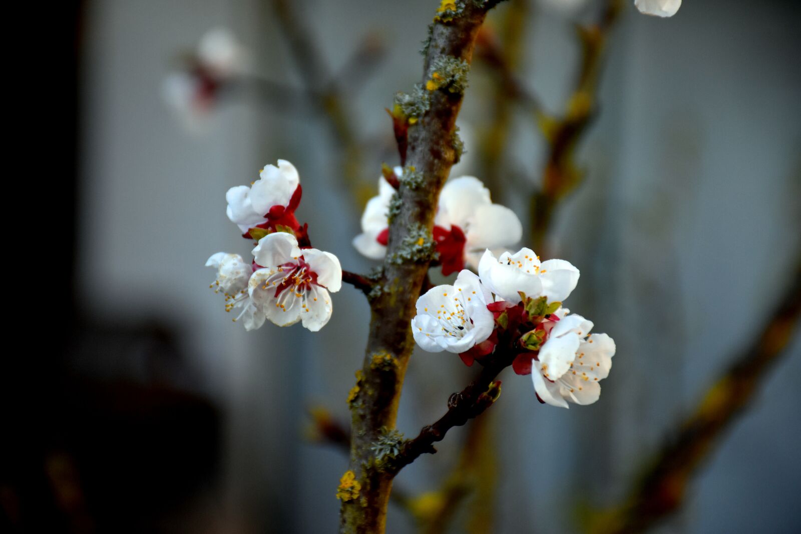 Nikon D7200 sample photo. Flower, spring, tree photography