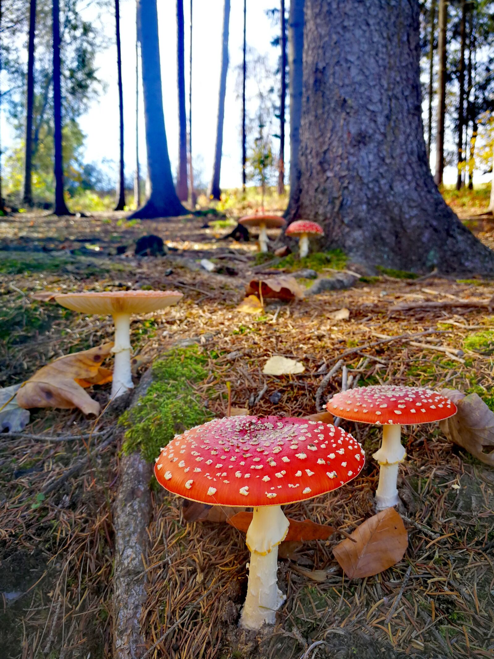 HUAWEI Mate 9 sample photo. Mushrooms, toadstool, forest photography