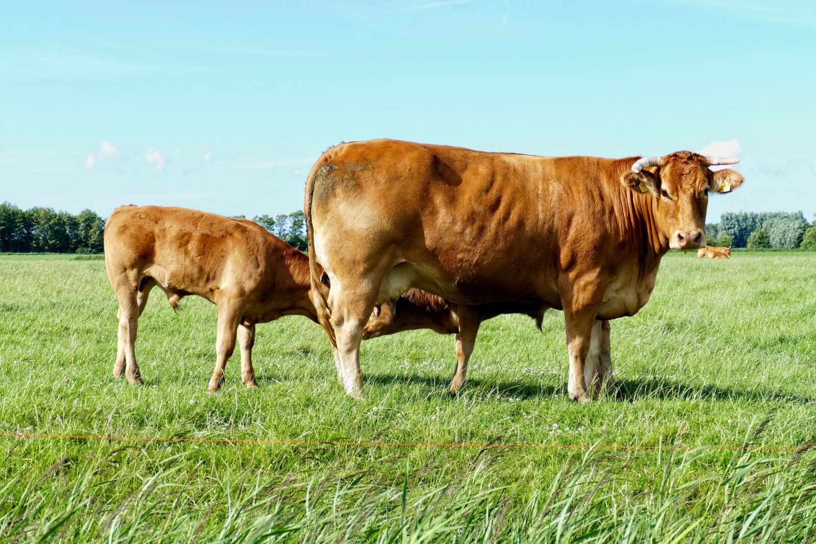 Panasonic Lumix DMC-FZ1000 sample photo. Cow, cows, cattle photography