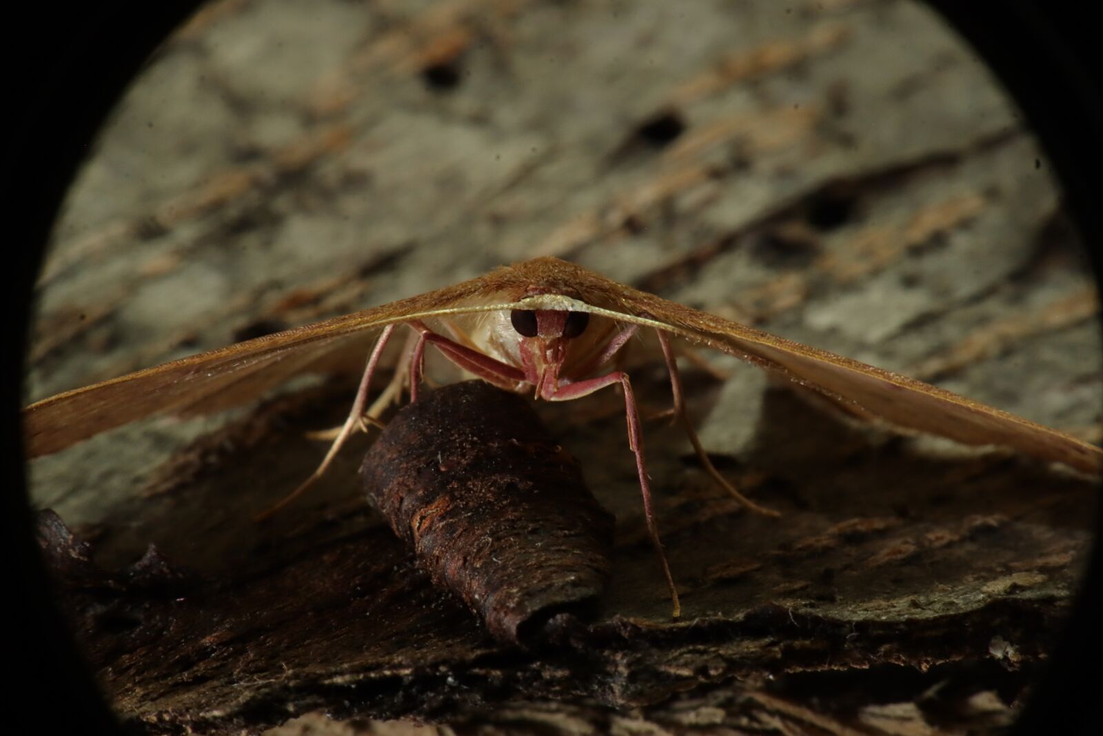 Canon EF-M 15-45mm F3.5-6.3 IS STM sample photo. Insect, nature, moth photography