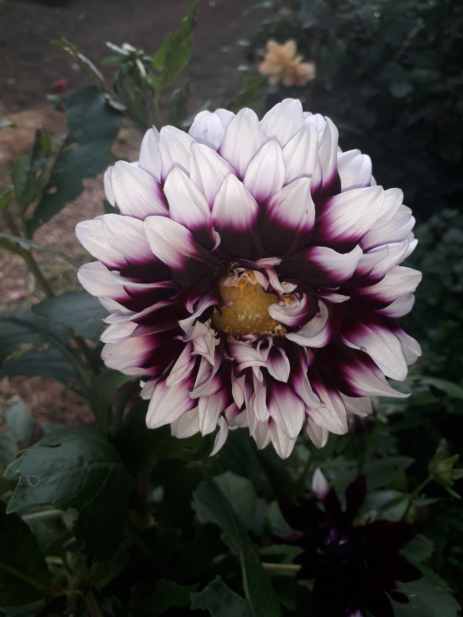 Samsung Galaxy J4 sample photo. Flor, jardín, dalias photography