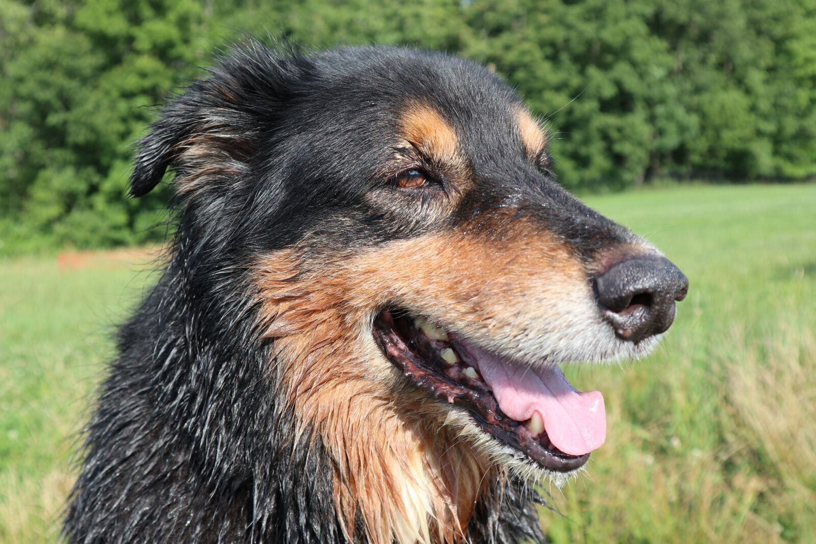 Canon EOS M6 sample photo. Dog, doggy, pet photography