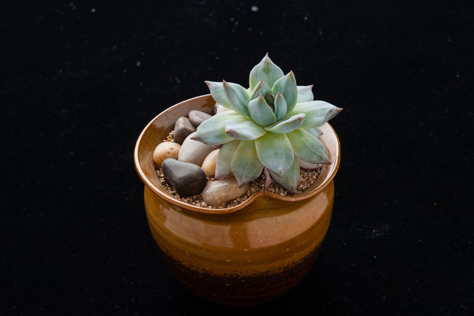 Nikon D700 sample photo. The fleshy, plant, gardening photography