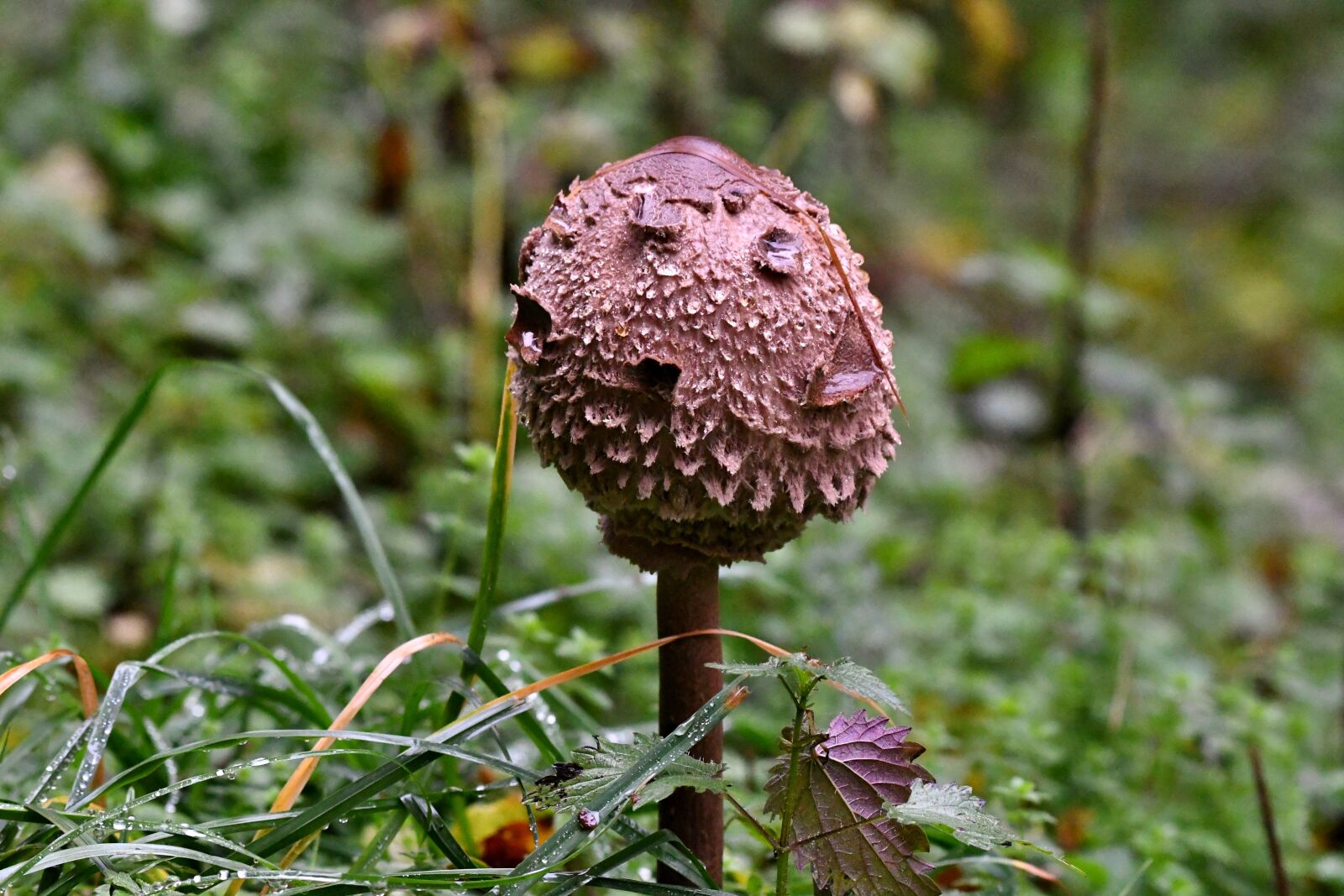 Nikon D500 sample photo. Parasol, mushroom, autumn photography