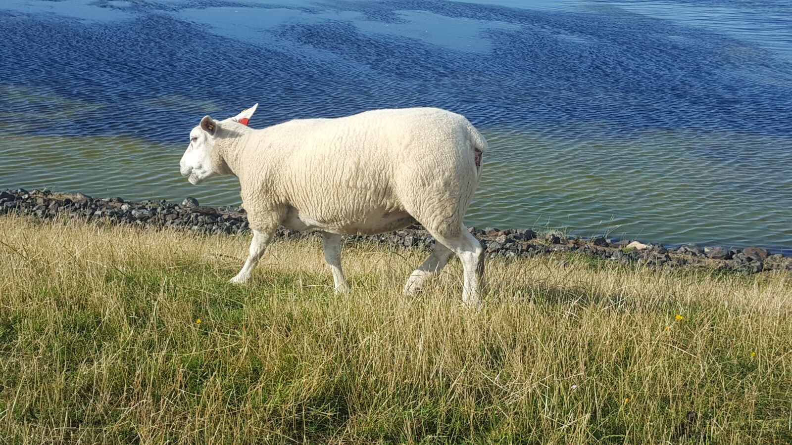Samsung GALAXY S6 edge sample photo. Sheep, north sea, grass photography