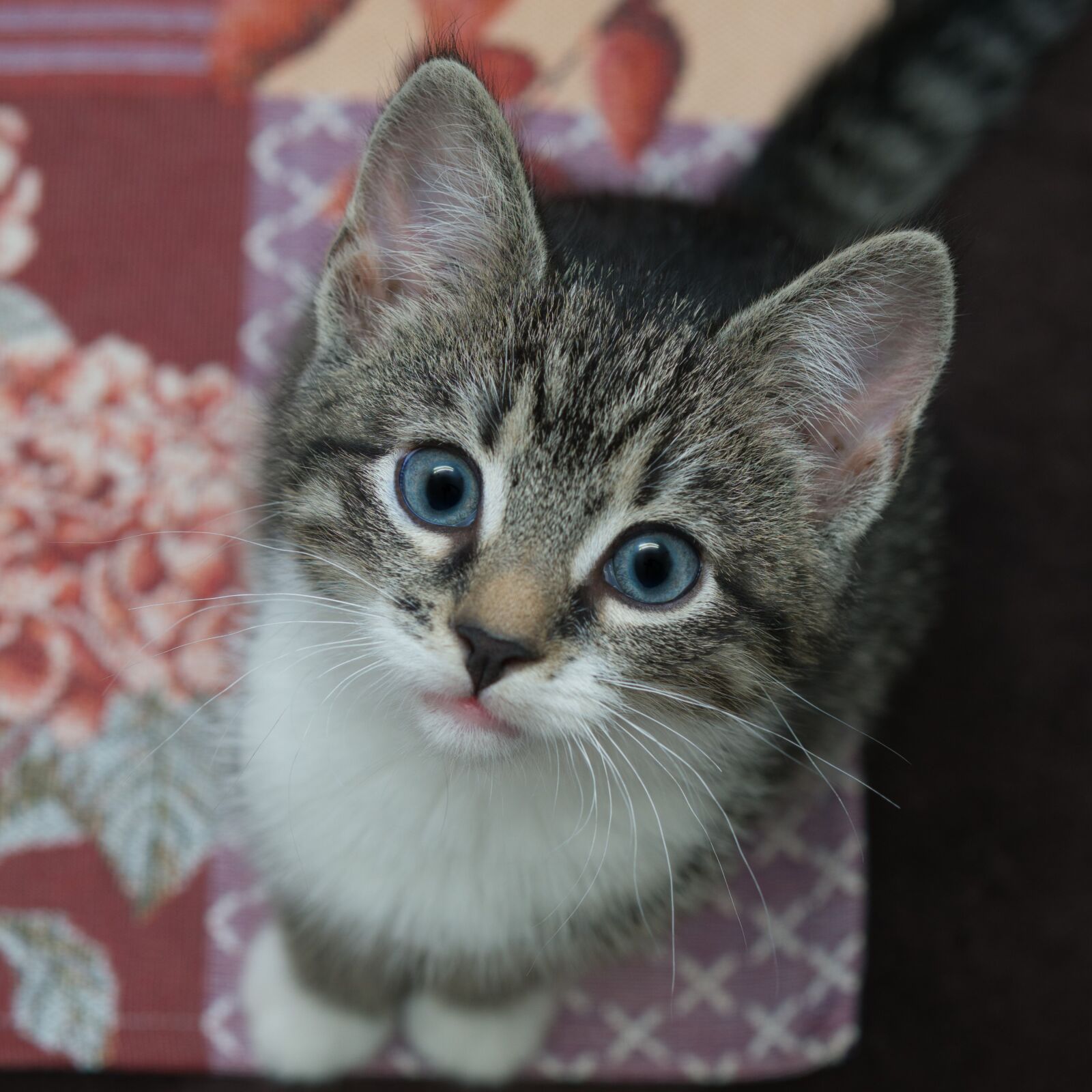 30mm F1.4 DC DN | Contemporary 016 sample photo. Cat, small, mackerel photography