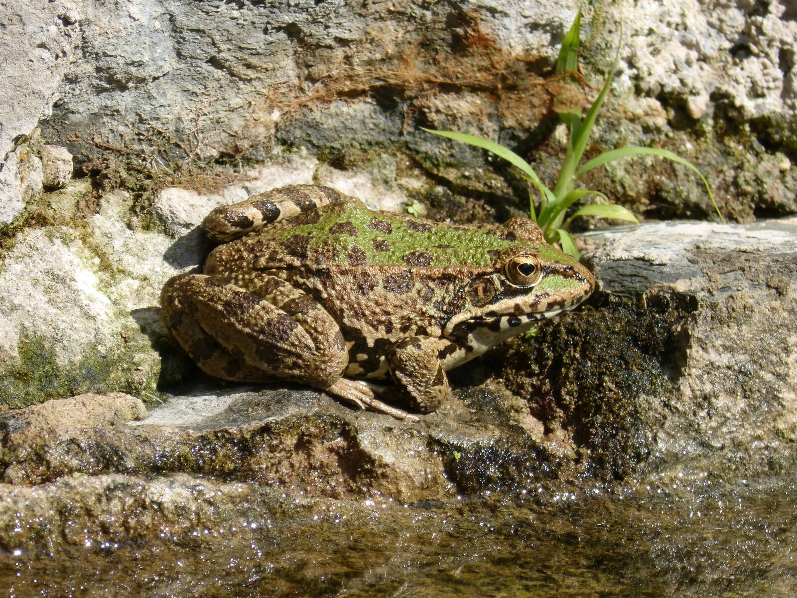 Panasonic DMC-FZ62 sample photo. Frog, batrachian, raft photography